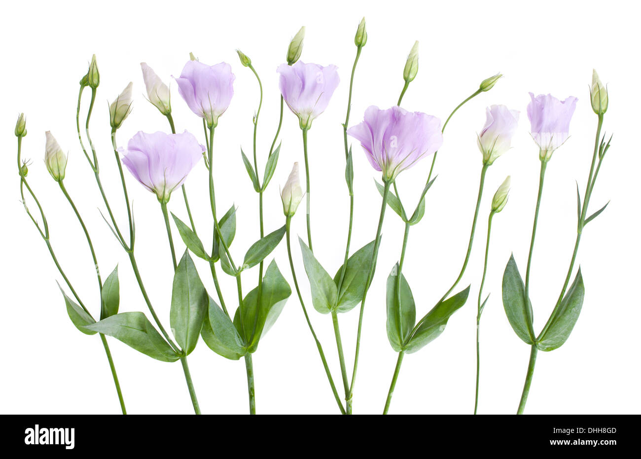 Lilas pâle fleurs Lisianthus disposés en ligne isolé sur fond blanc avec une faible profondeur de champ. Banque D'Images