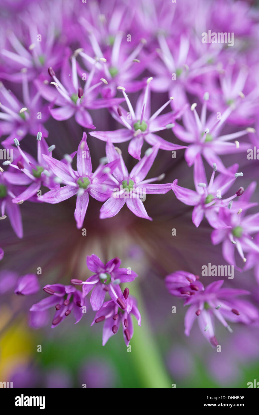 Allium Purple Flower isolated contre fond vert avec une faible profondeur de champ. Banque D'Images