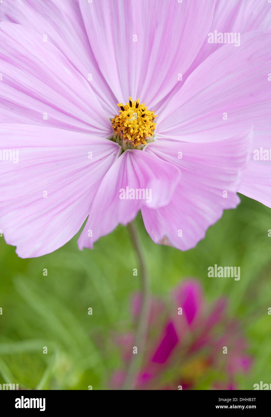 Close up of Pink Cosmos fleur avec soft Focus et profondeur de champ. Banque D'Images