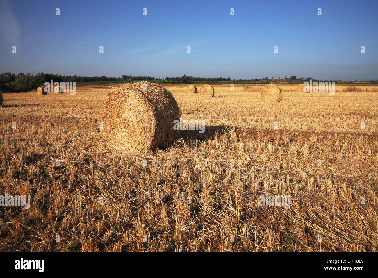 Rick recueillie du blé laissés sécher au soleil Banque D'Images