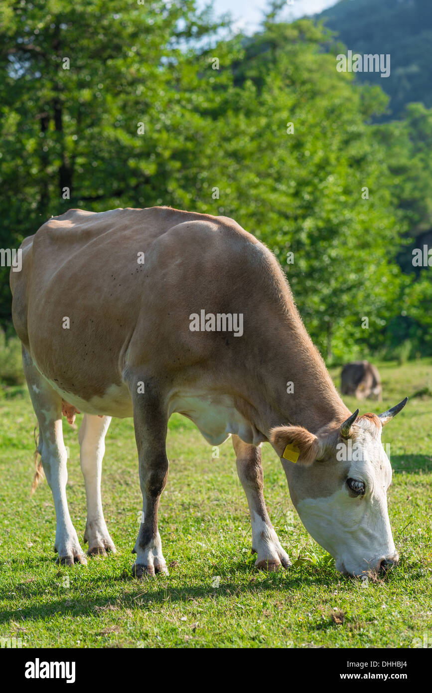 Bovins laitiers de vache Holstein de bovins ferme Champ Herbe Animal noir de l'élevage de l'étiquette à la caméra à un animal blanc Banque D'Images