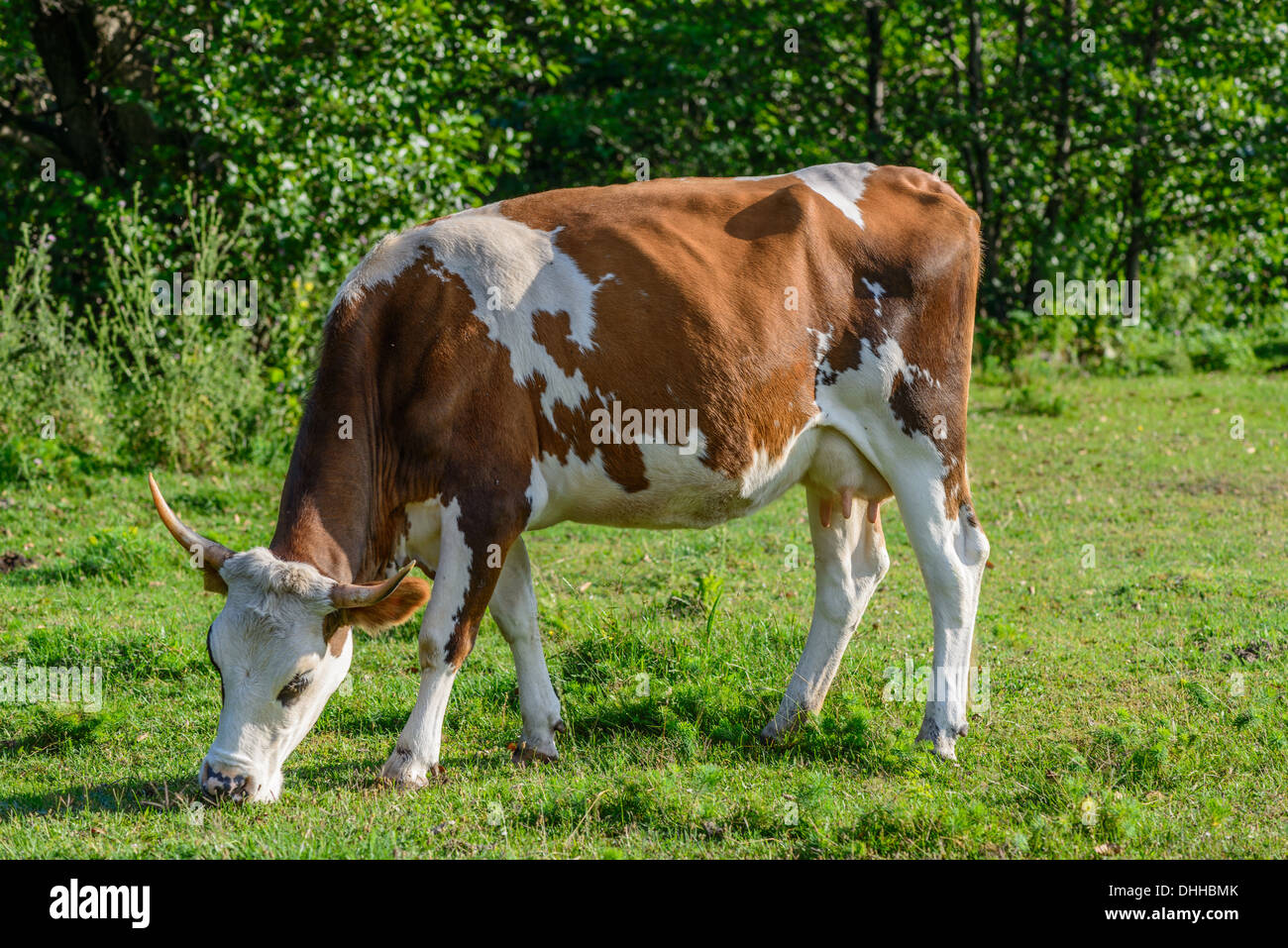 Bovins laitiers de vache Holstein de bovins ferme Champ Herbe Animal noir de l'élevage de l'étiquette à la caméra à un animal blanc Banque D'Images