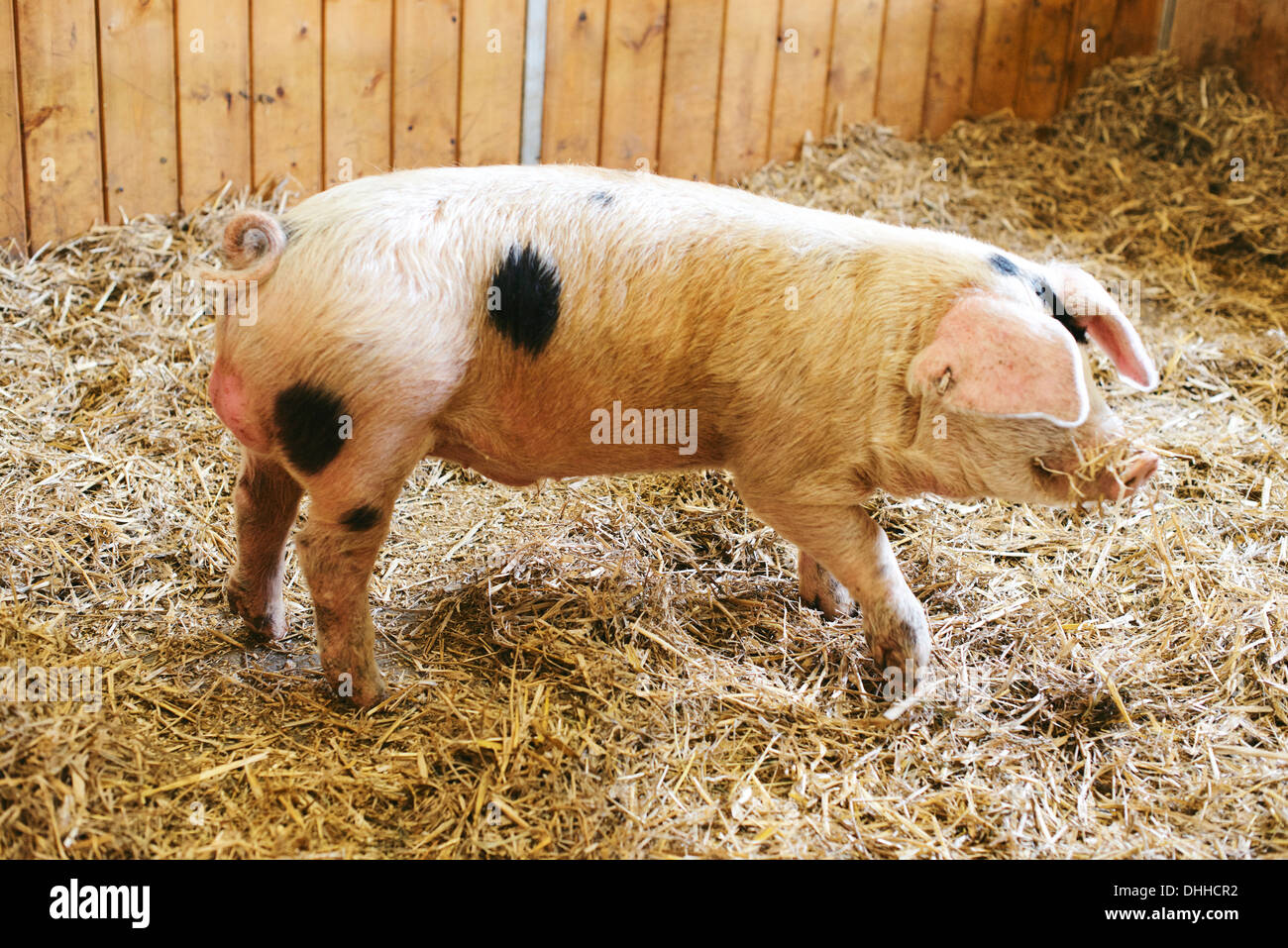 Gloucester vieux Spot Banque D'Images