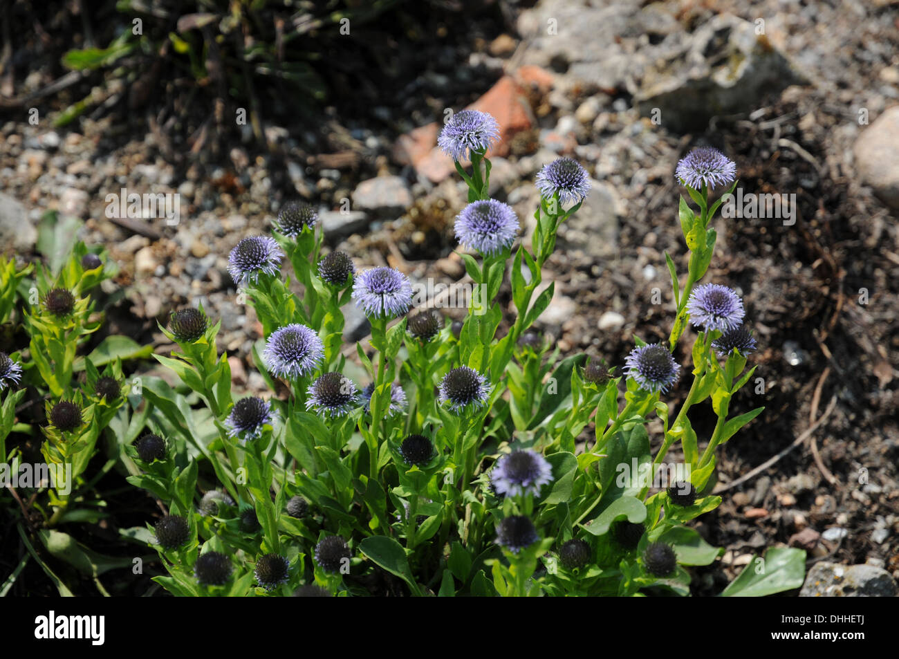 Mallorca-globularia Banque D'Images