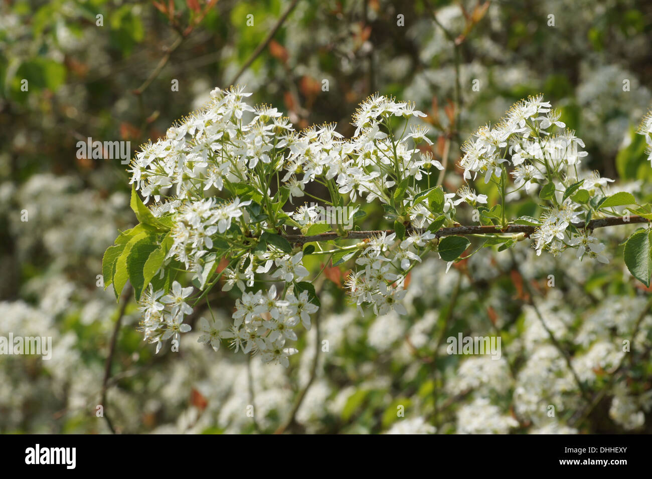 Cerisier mahaleb Banque D'Images