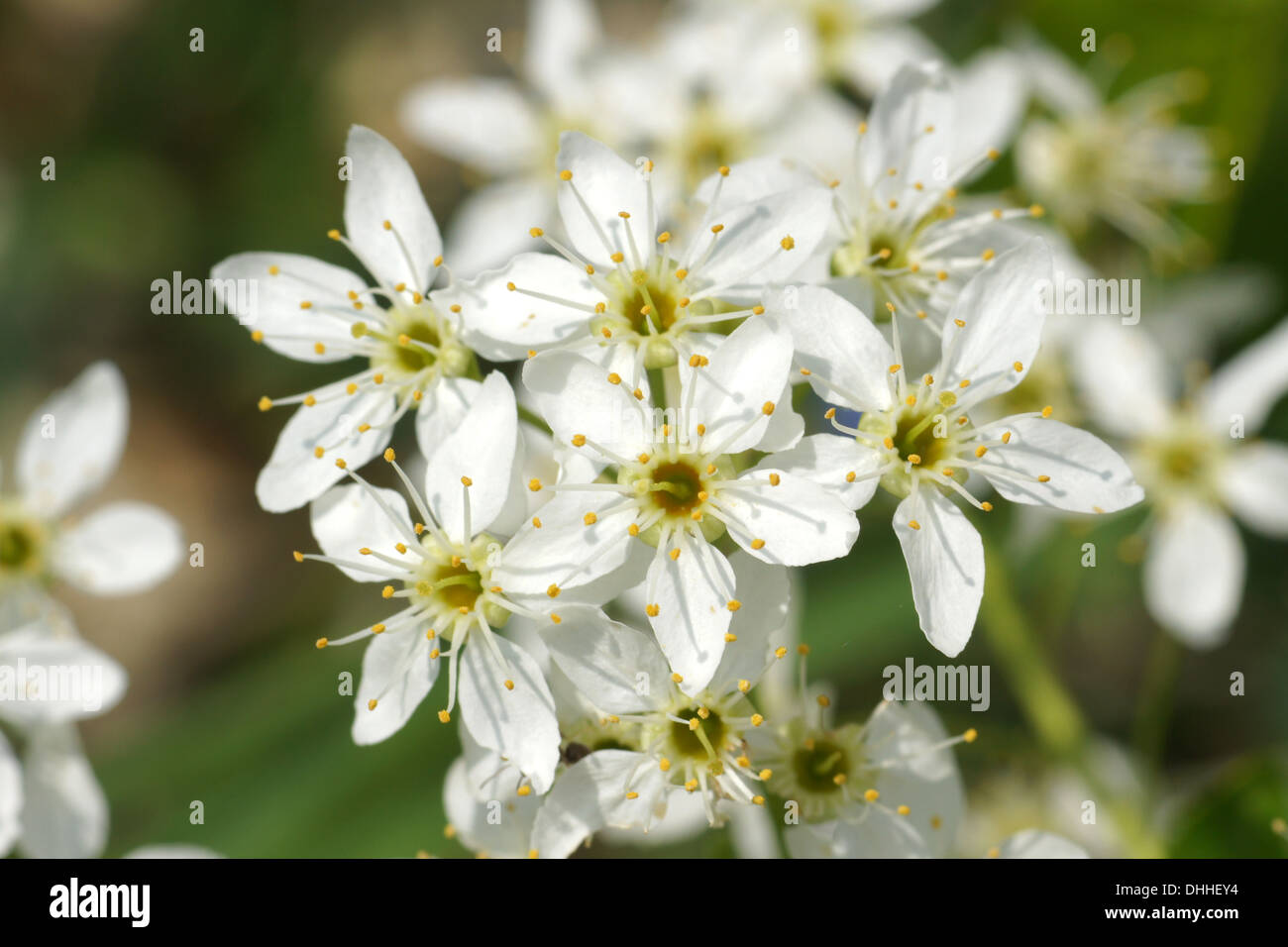 Cerisier mahaleb Banque D'Images