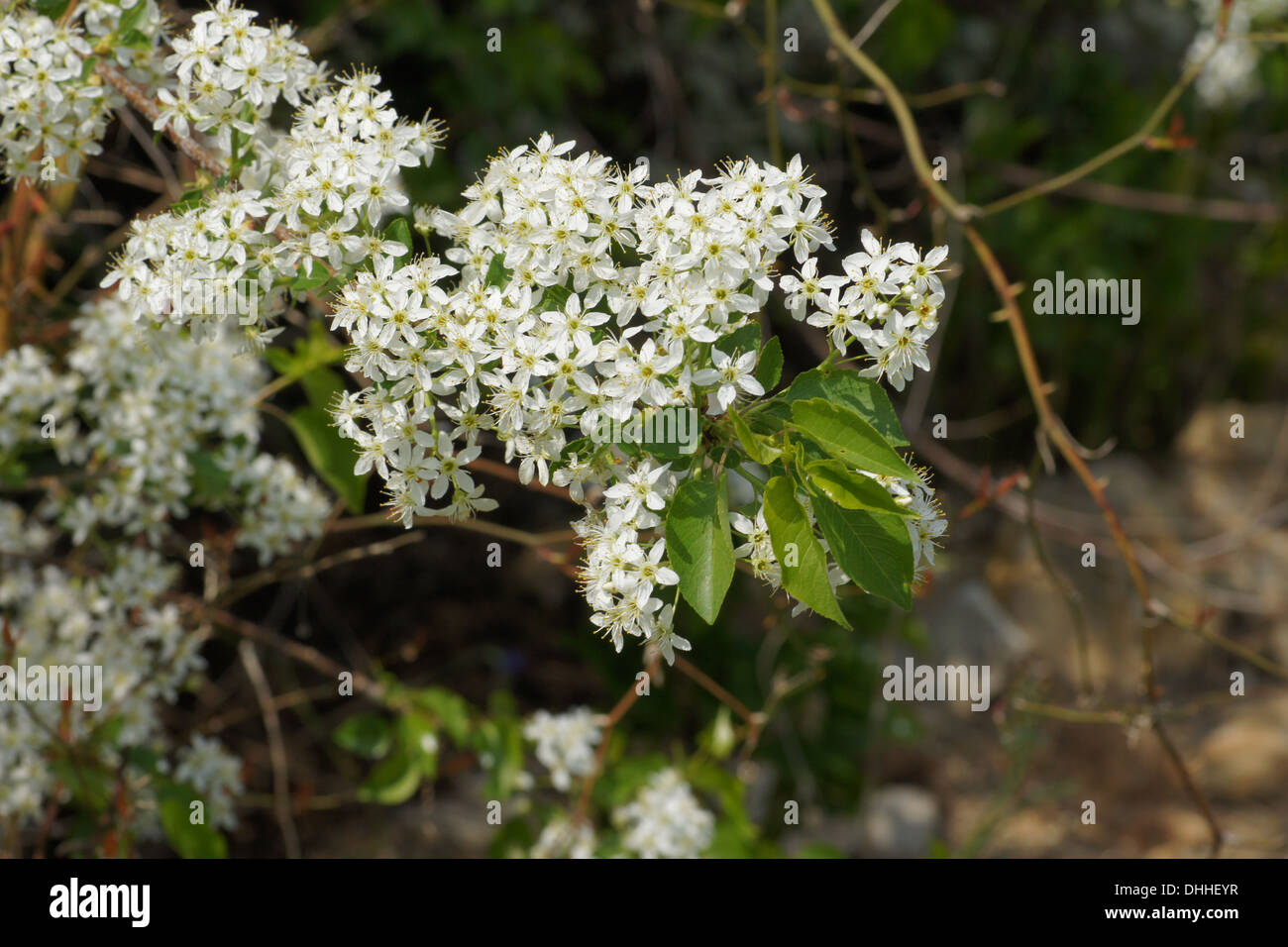 Cerisier mahaleb Banque D'Images