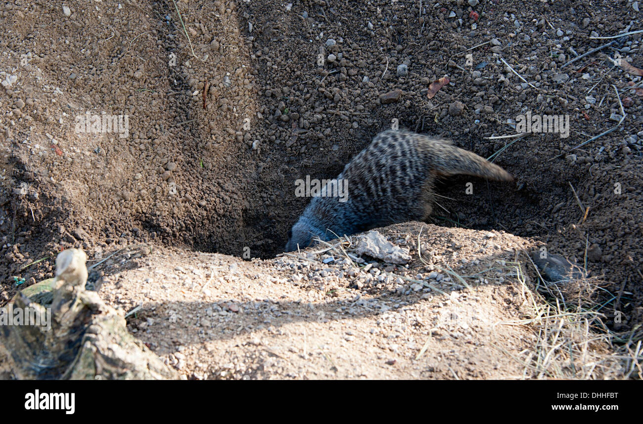 Meerkat à enfouir dans le boîtier d'entrée au Zoo de Londres. Banque D'Images