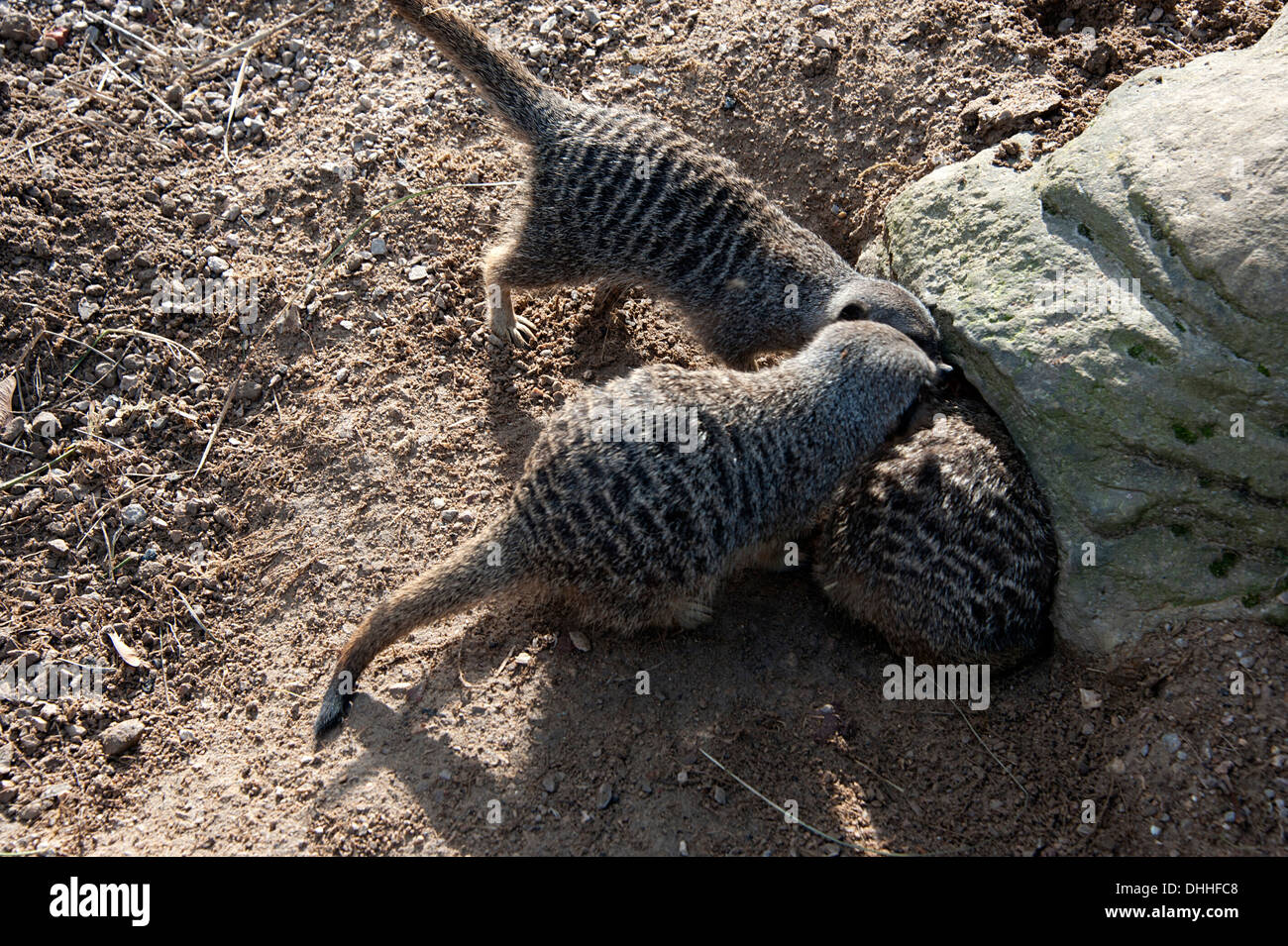 Les suricates creusent à l'entrée dans l'enclos au Zoo de Londres. Banque D'Images