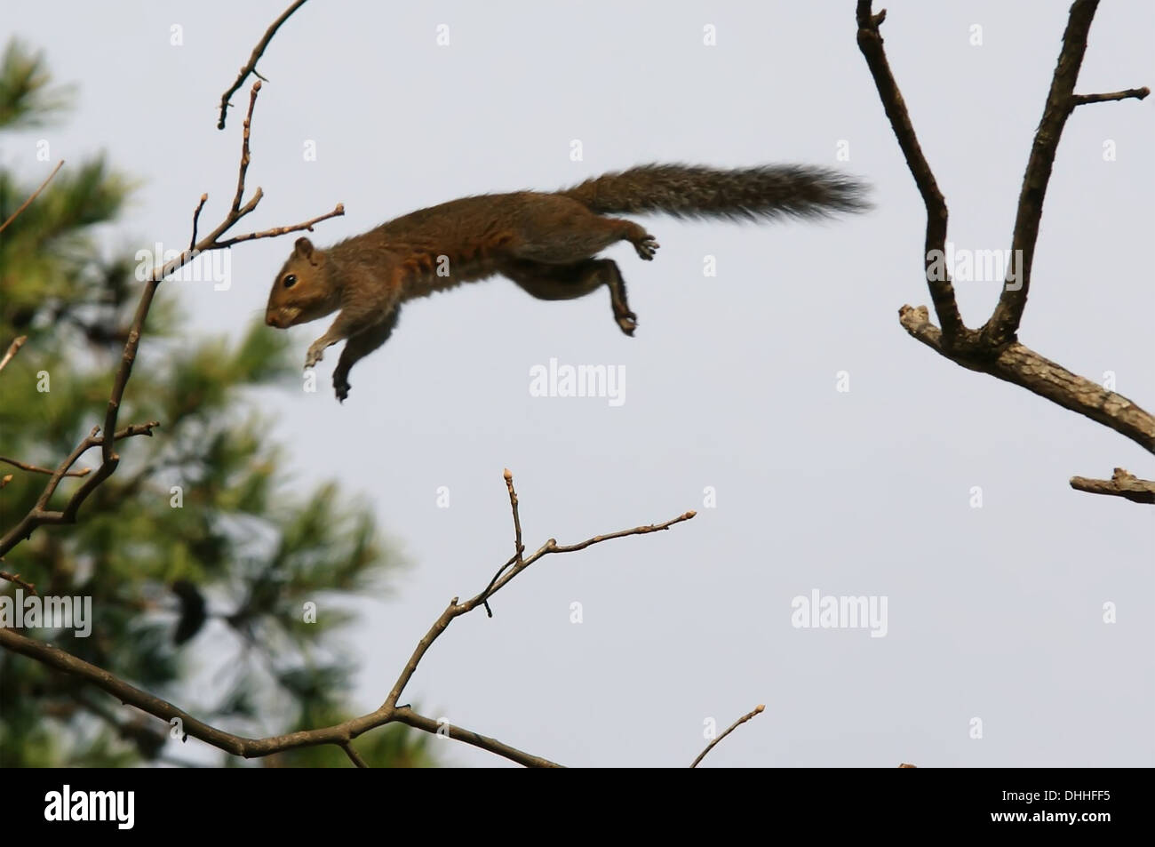 cureuil-volant-banque-de-photographies-et-d-images-haute-r-solution