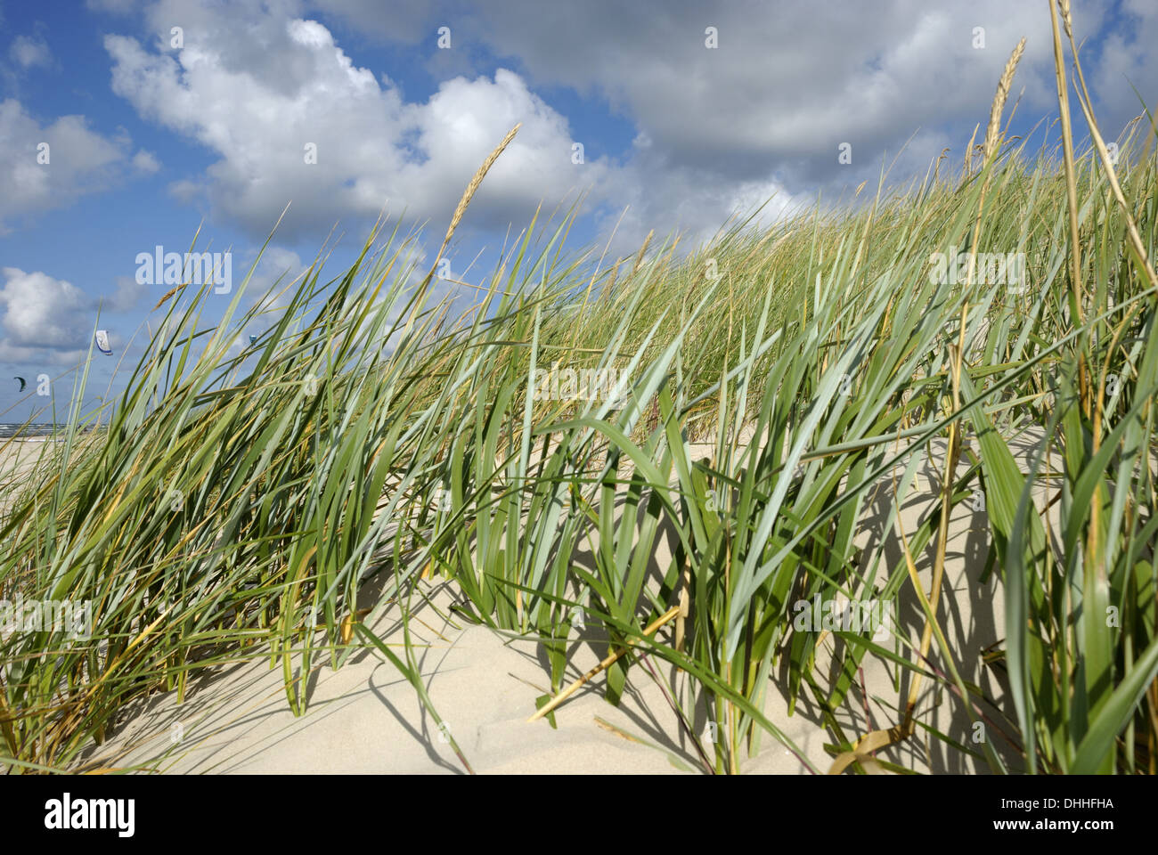 Plage de l'herbe sur la plage de Liepaja Banque D'Images