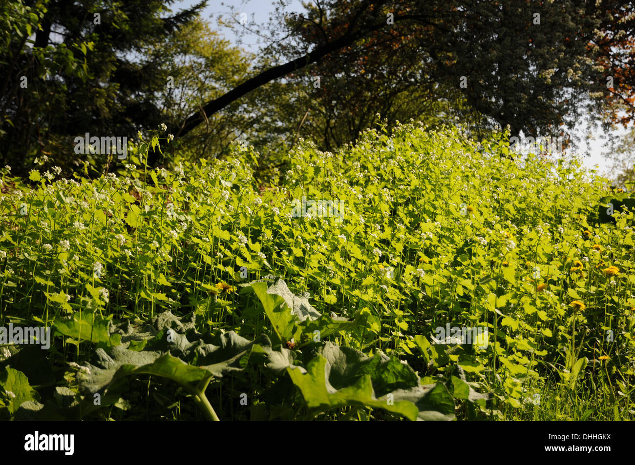 Ail de la haie Banque D'Images