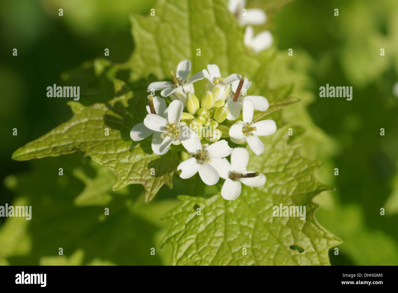 Ail de la haie Banque D'Images