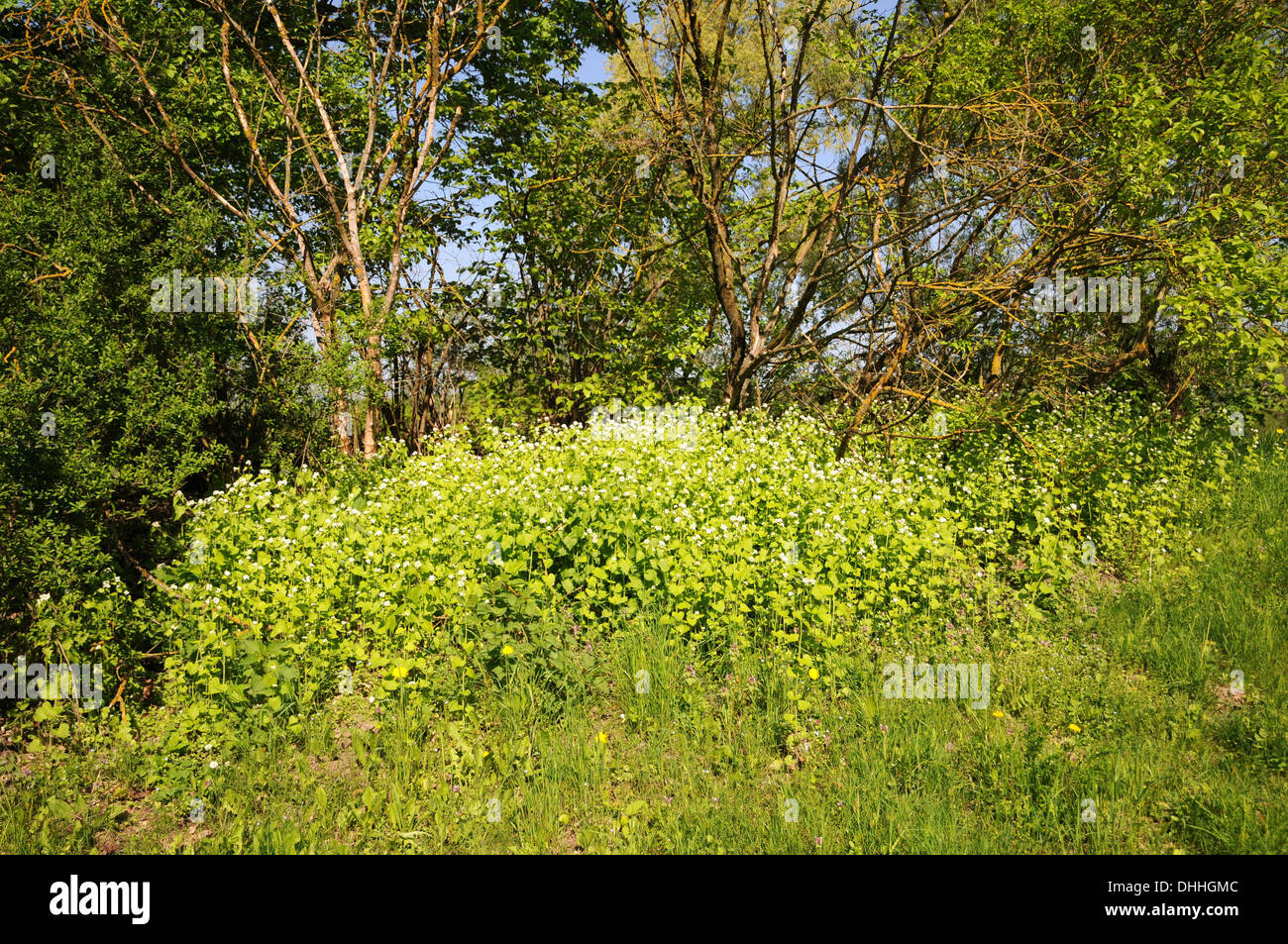 Ail de la haie Banque D'Images