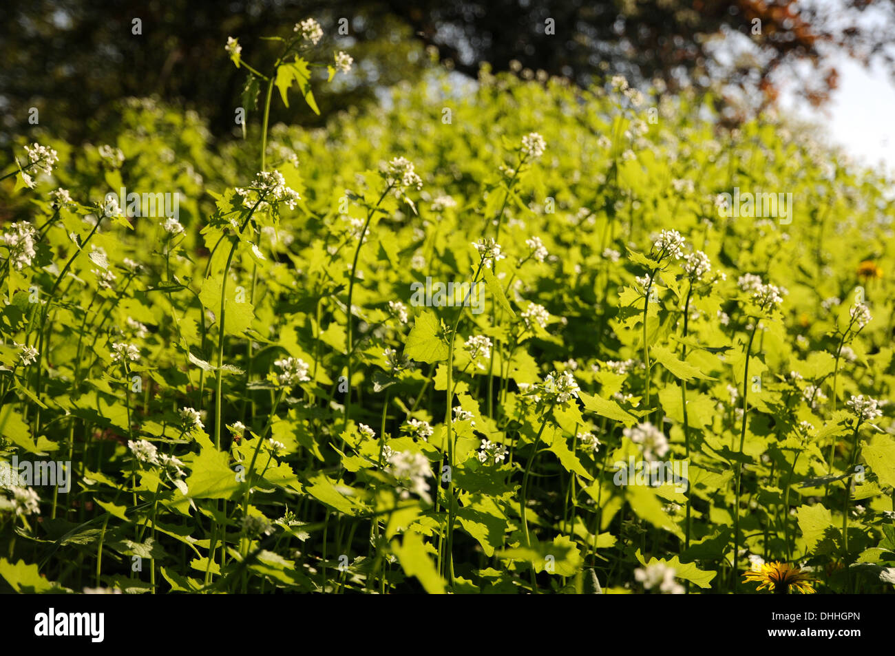 Ail de la haie Banque D'Images