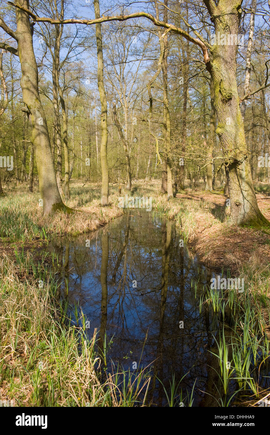 Forêt riveraine avec arbres de chêne pédonculé ou chênes (Quercus robur) et les piscines de l'eau au printemps, Fallersleben, Wolfsbourg Banque D'Images