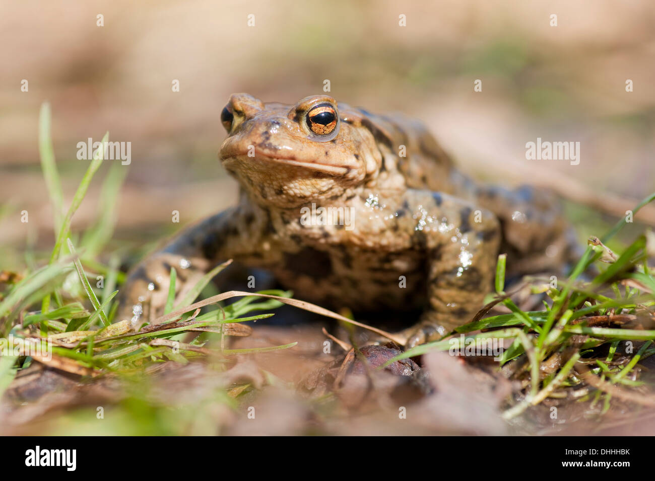 (Basiliscus plumifrons) sur l'herbe, Thuringe, Allemagne Banque D'Images