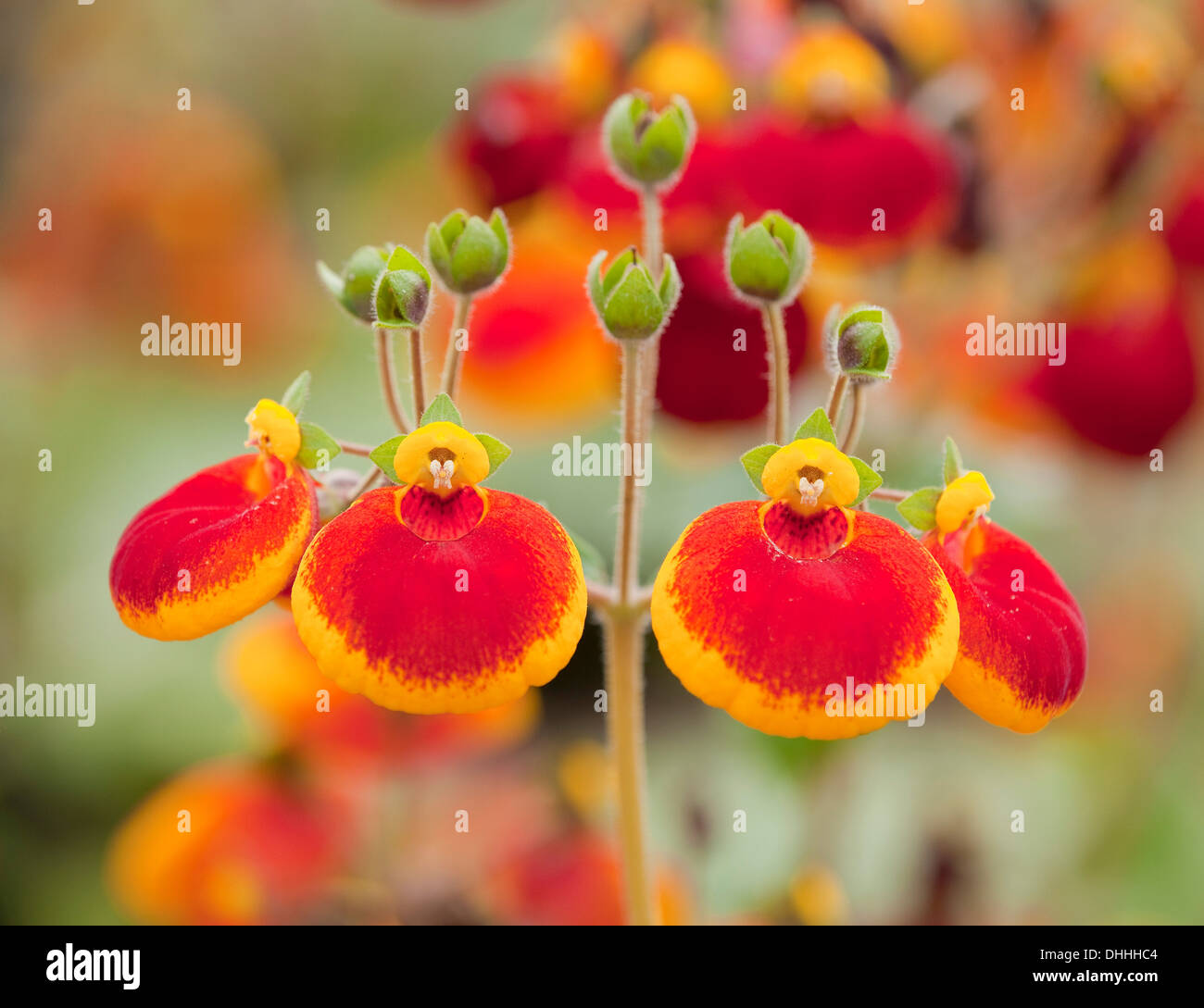 Le Calceolaria, Lady's Slipper (fleurs sac à main ou le Calceolaria spec. Calynopsis hybride orange), en fleurs, jardin plante, Thuringe Banque D'Images