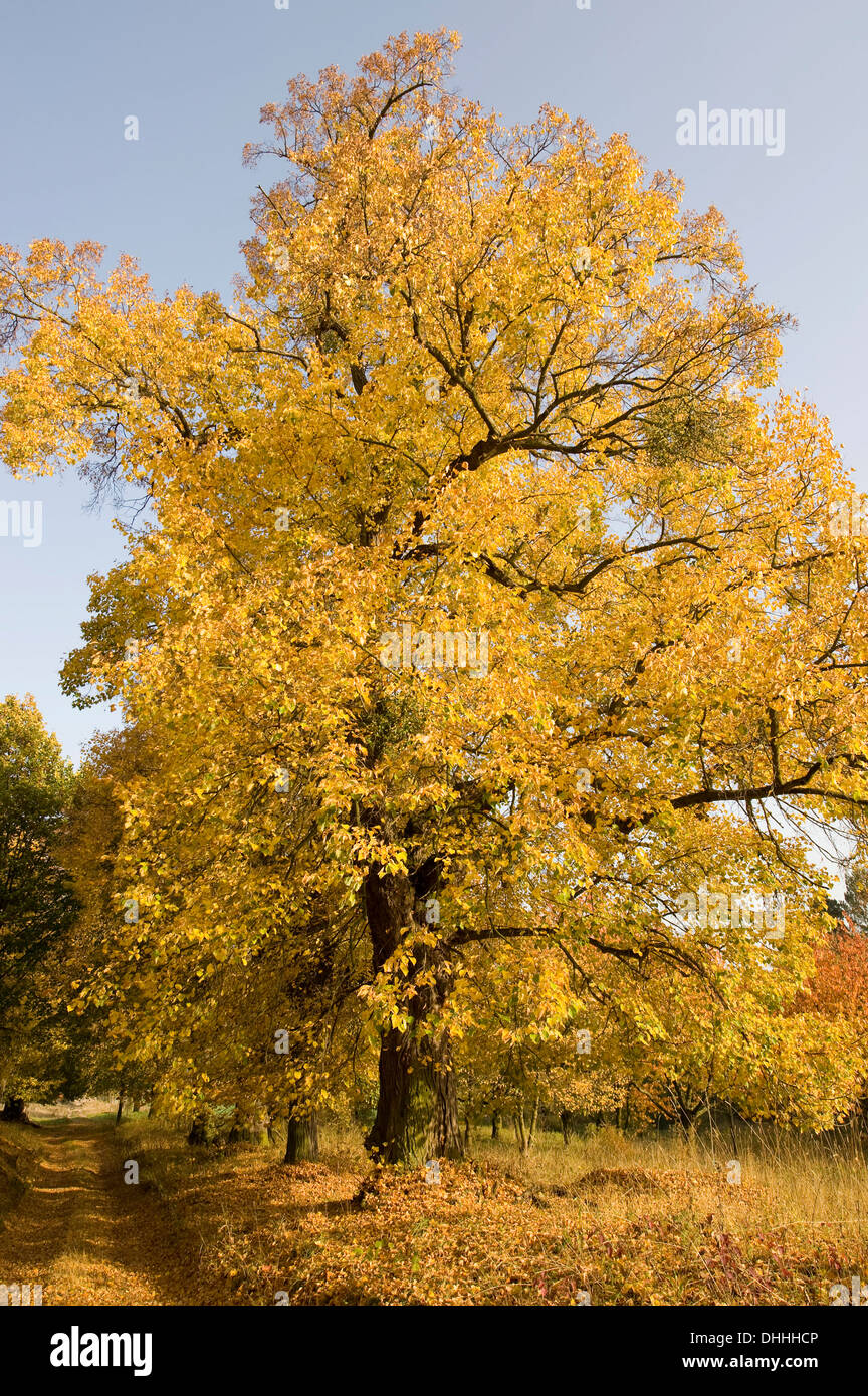 Tilleul à petites feuilles ou à feuilles peu Linden (Tilia cordata) en automne, Thuringe, Allemagne Banque D'Images
