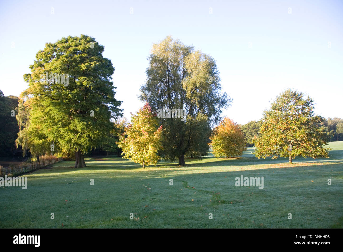 Les arbres d'automne paysage scène sur Hampstead Heath Banque D'Images