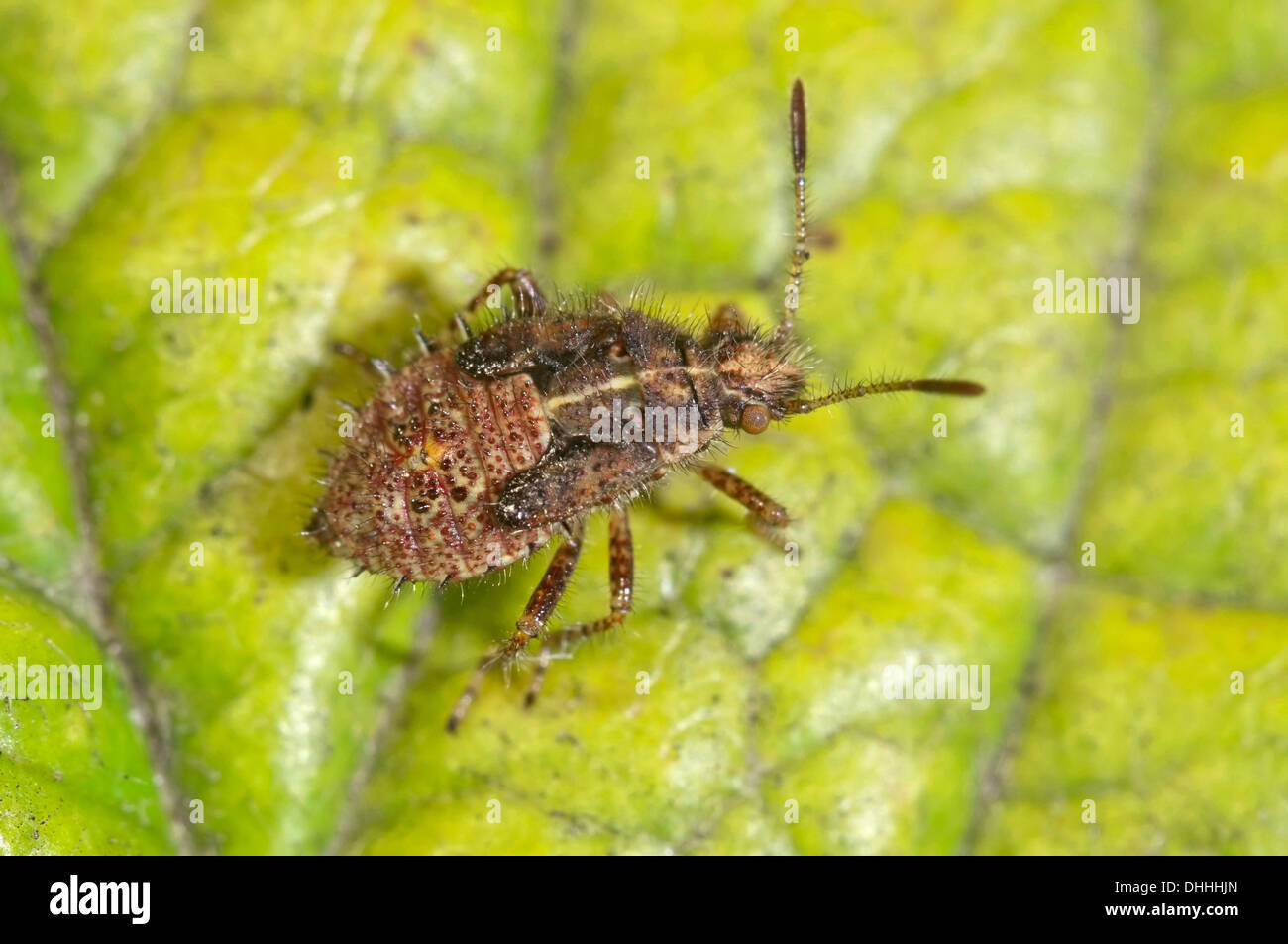 (Rhopalus subrufus vrai Bug), larve, Bade-Wurtemberg, Allemagne Banque D'Images