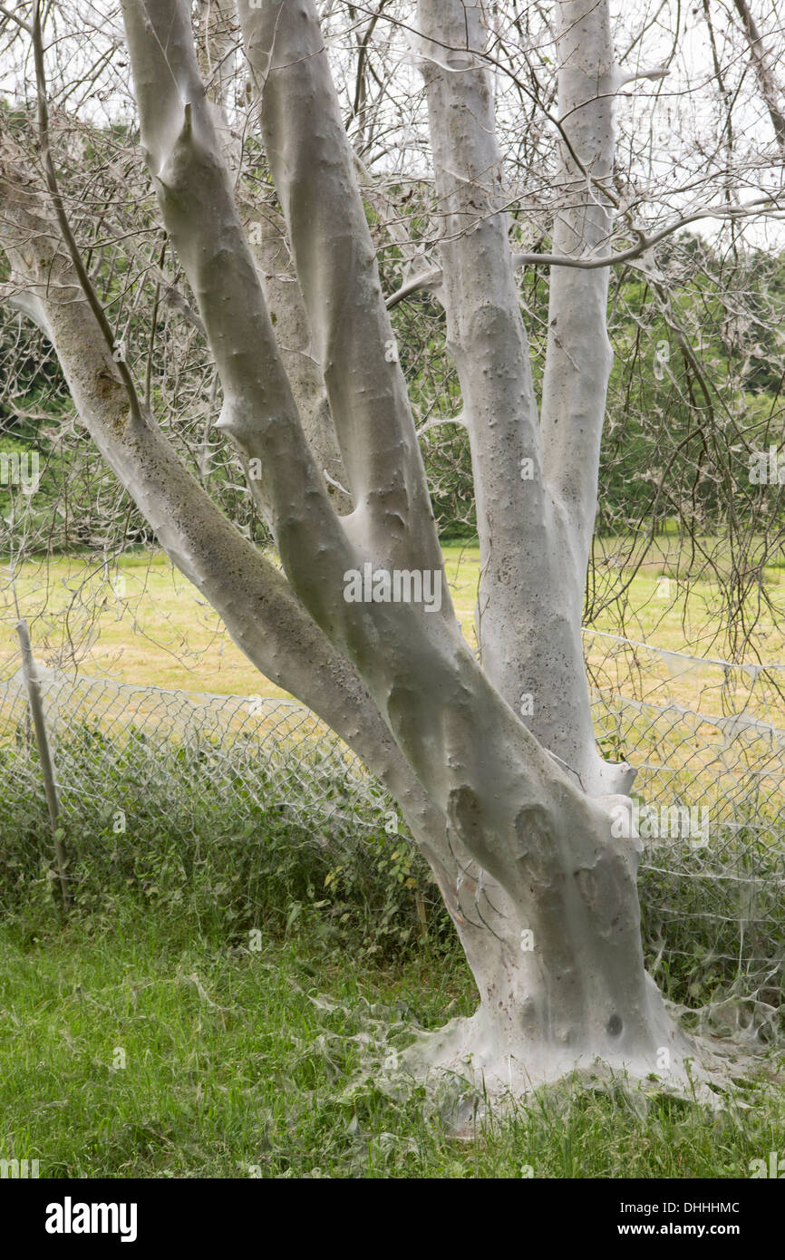 Arbre infesté de mites d'Hermine (Yponomeuta sp.), région du Bergisches Land, Rhénanie du Nord-Westphalie, Allemagne Banque D'Images