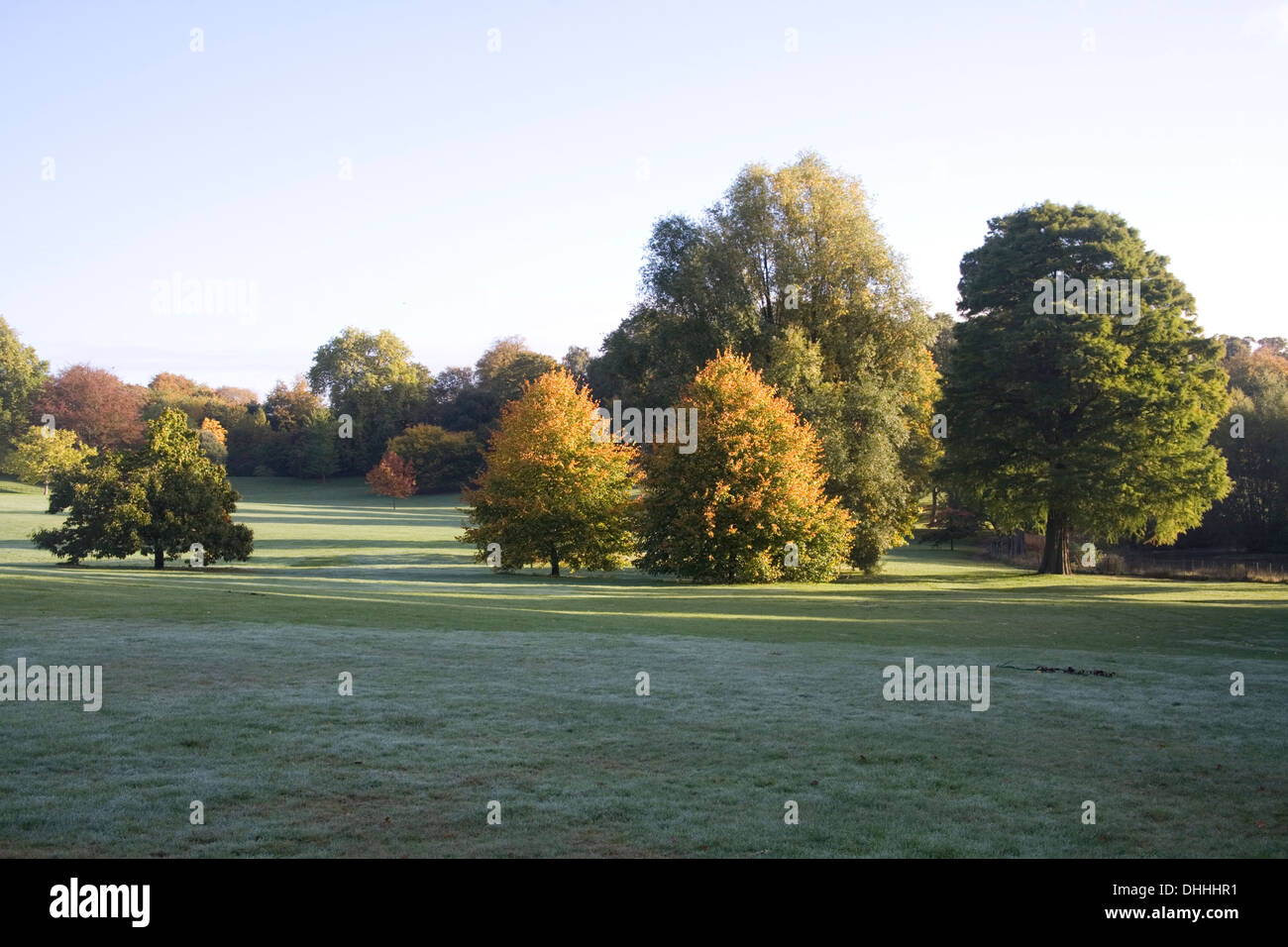 Les arbres d'automne paysage scène sur Hampstead Heath Banque D'Images