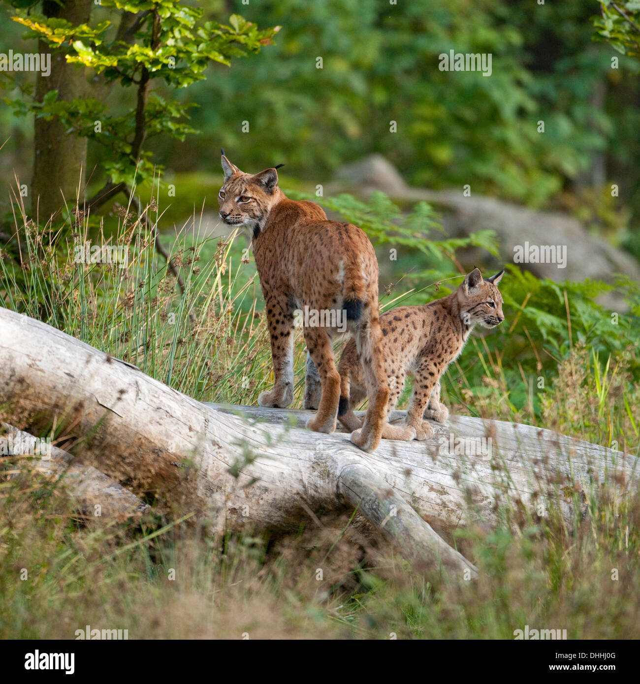 Le Lynx eurasien (Lynx lynx), mère de cub, Parc National de la Forêt bavaroise game reserve, Grafenau, Thuringe, Bavière Banque D'Images
