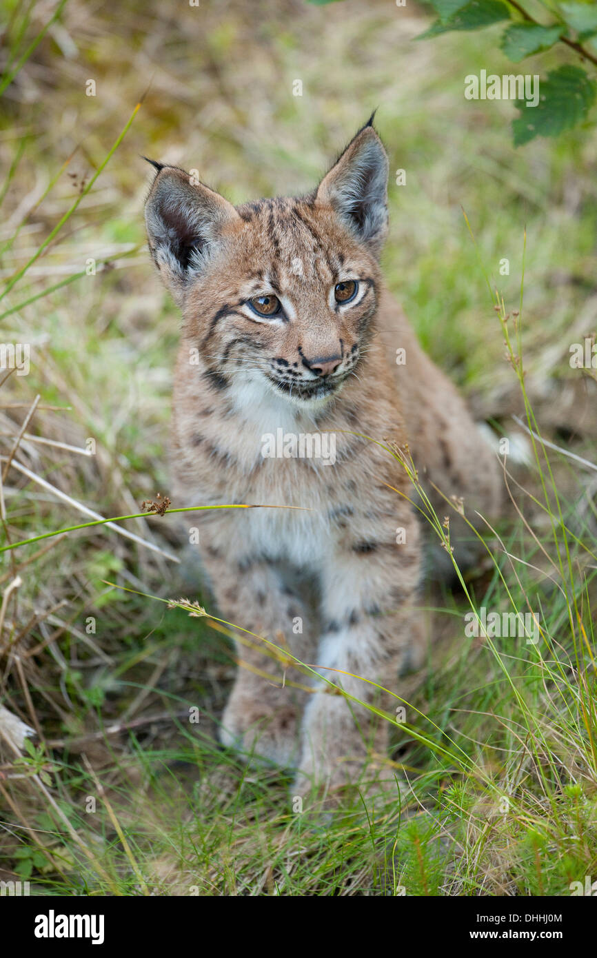 Le Lynx eurasien (Lynx lynx), Cub, Bavarian Forest National Park game reserve, Grafenau, Thuringe, Bavière, Allemagne Banque D'Images