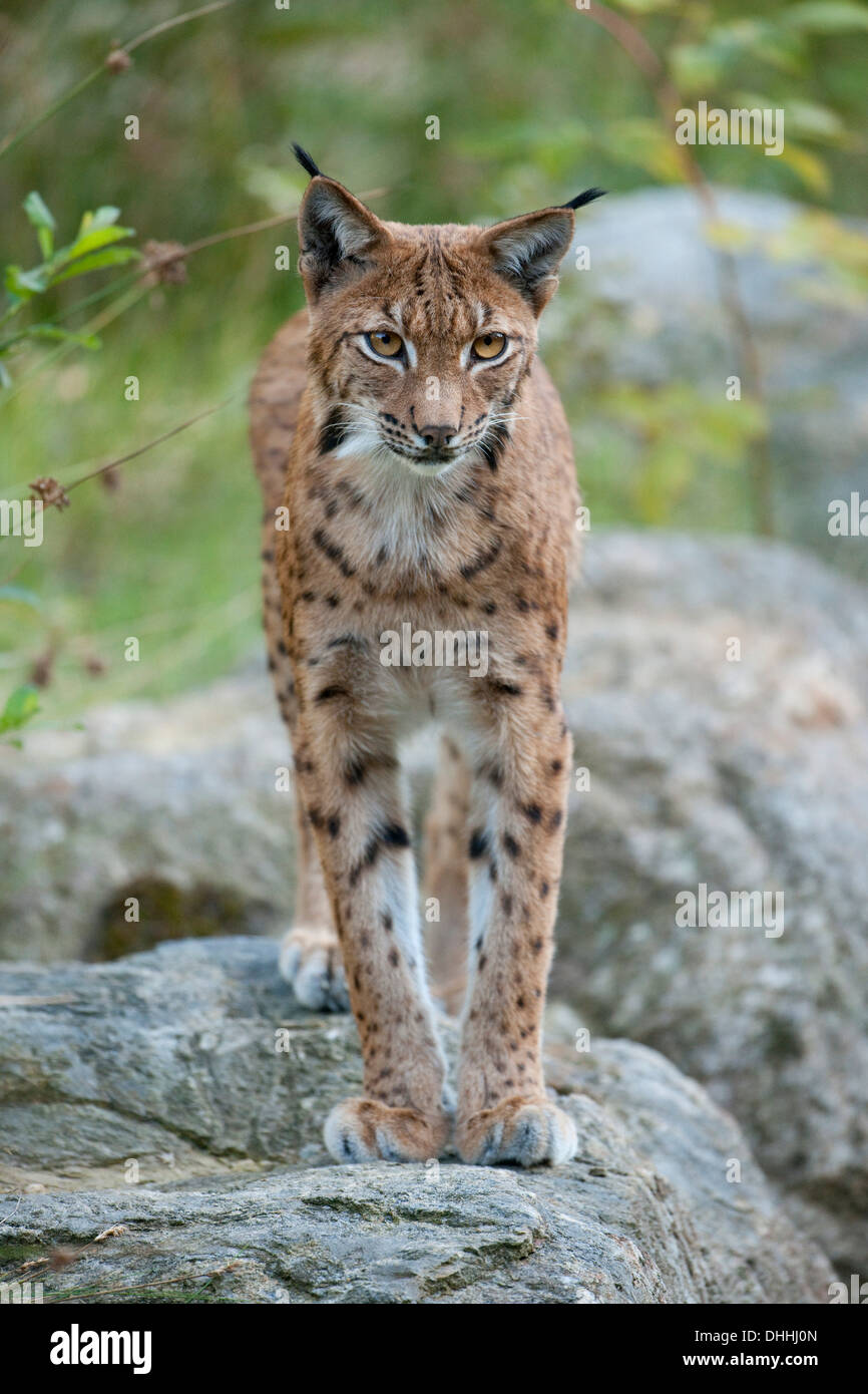 Le Lynx eurasien (Lynx lynx) debout sur un rocher, le Parc National de la Forêt bavaroise game reserve, Grafenau, Thuringe, Bavière Banque D'Images