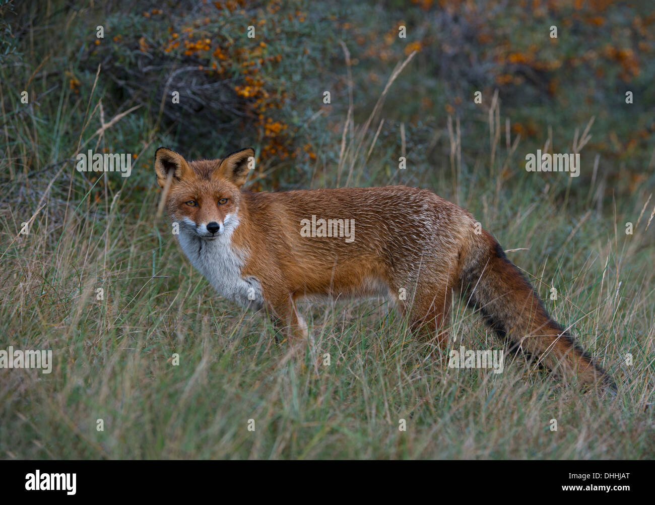 Le renard roux (Vulpes vulpes), province de la Hollande du Nord, Pays-Bas Banque D'Images