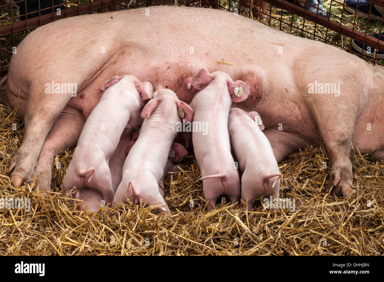Les porcelets LANDRACE AVEC LES TAGS DANS LES OREILLES DE L'ÉT au stylo à AGRICOLE MONTRENT À MONMOUTH WALES UK Banque D'Images