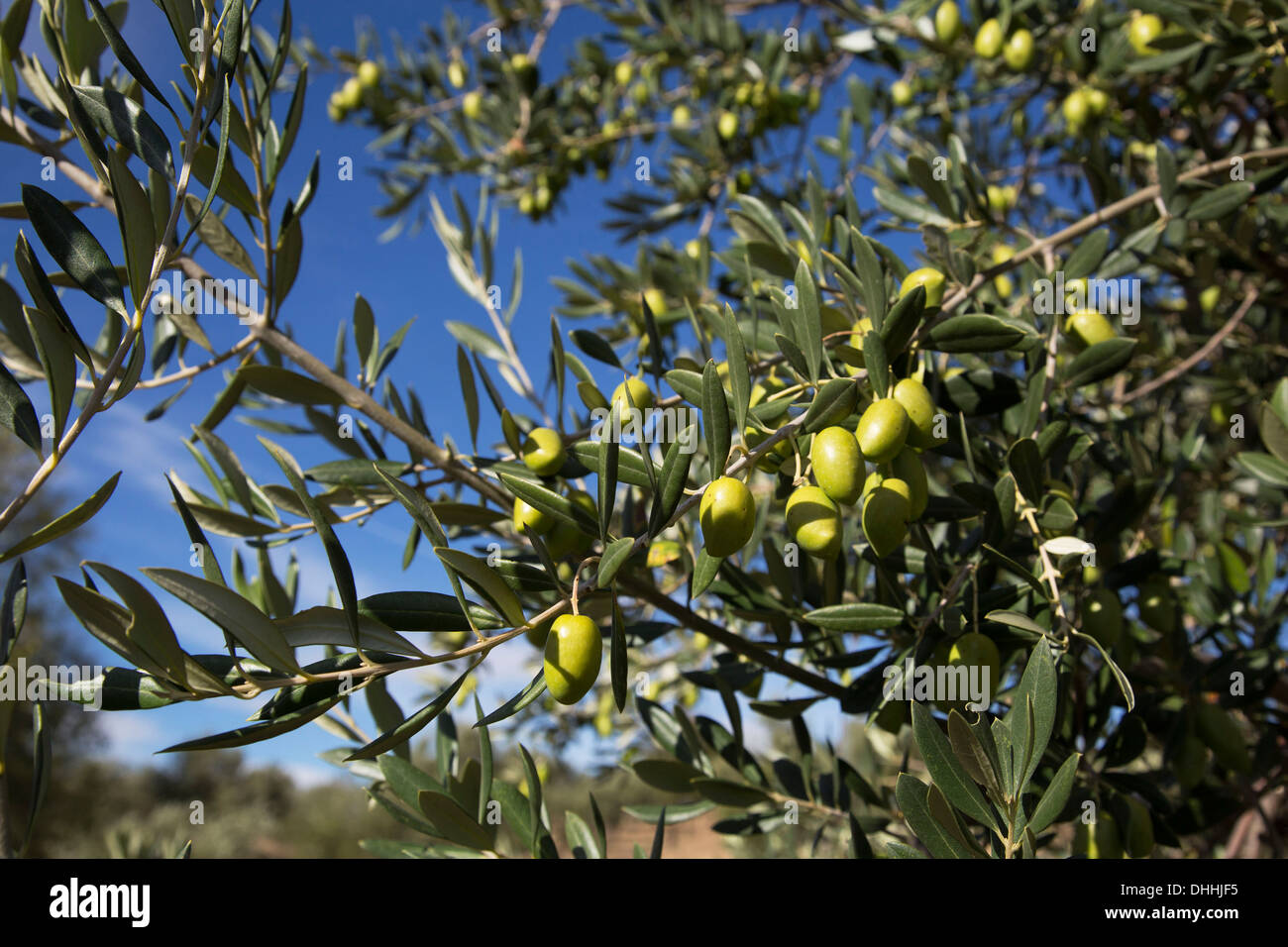 Olives growing sur un olivier en Andalousie, Espagne Banque D'Images