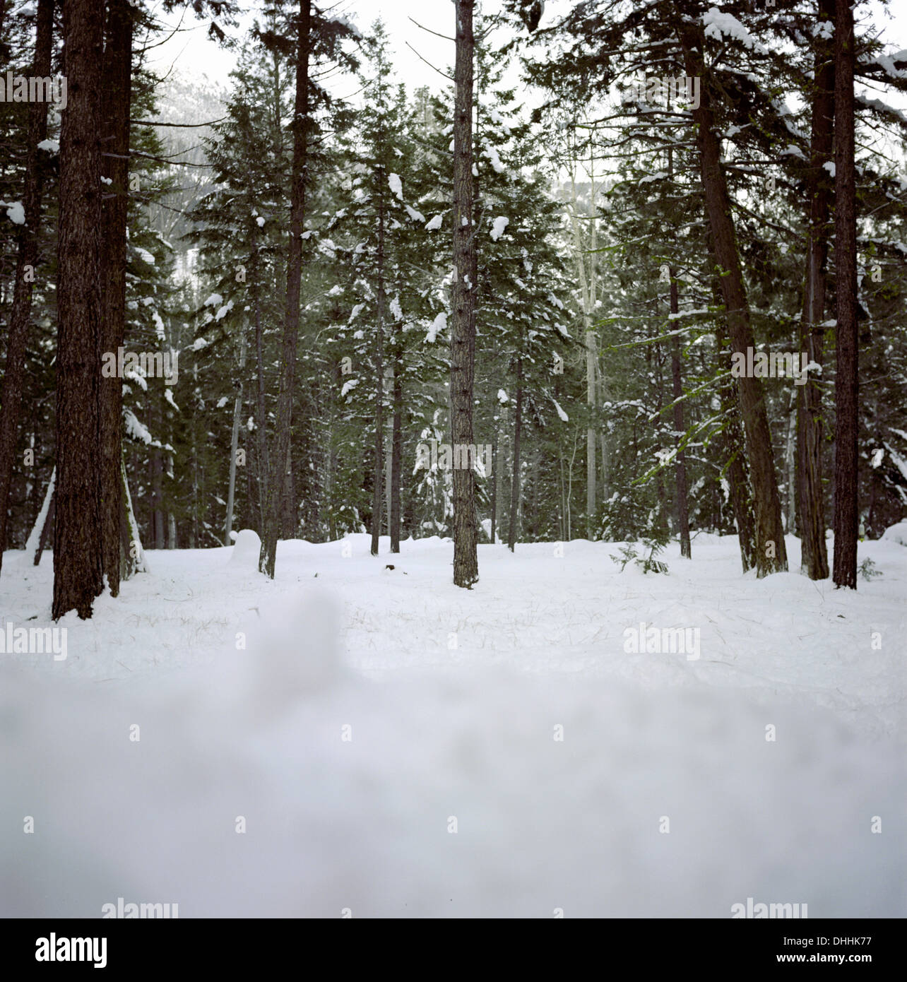 Forêt couverte de neige Banque D'Images