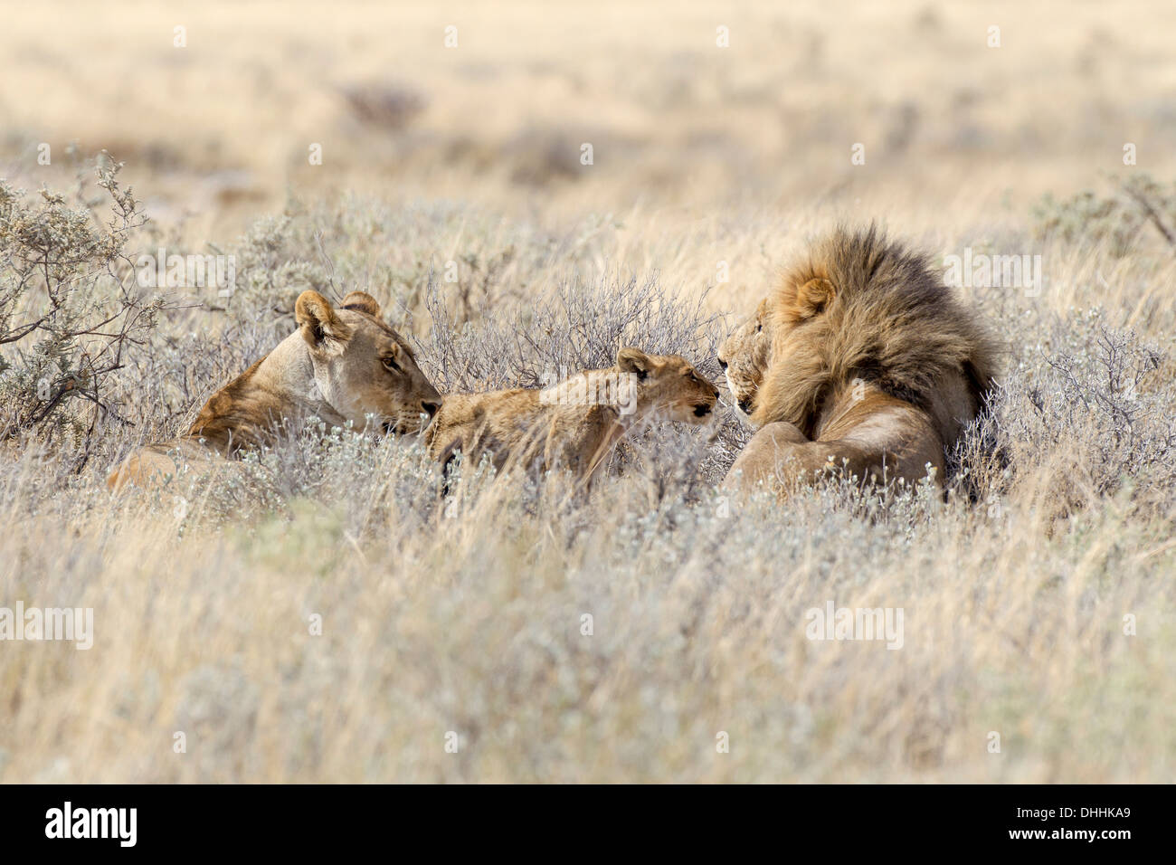 Lion (Panthera leo), famille de lions couchés dans l'herbe haute, Etosha National Park, Okaukuejo, région de Kunene, Namibie Banque D'Images