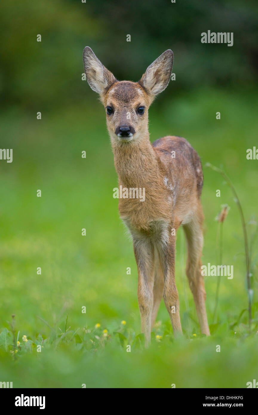 Le Chevreuil (Capreolus capreolus), fauve debout sur un pré, Thuringe, Allemagne Banque D'Images