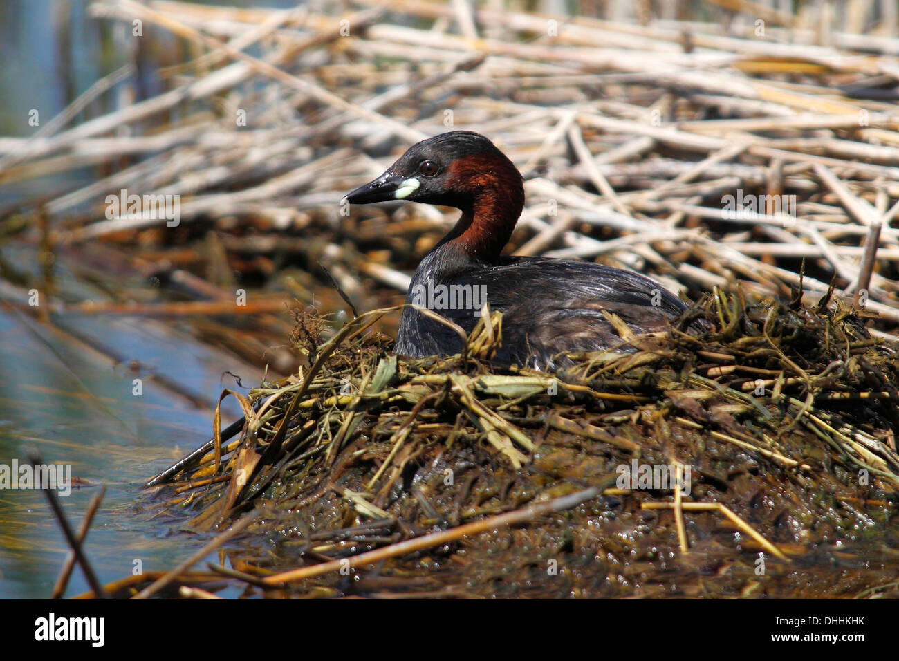 Grèbe castagneux (Tachybaptus ruficollis) perché sur le nid, Burgenland, Autriche Banque D'Images