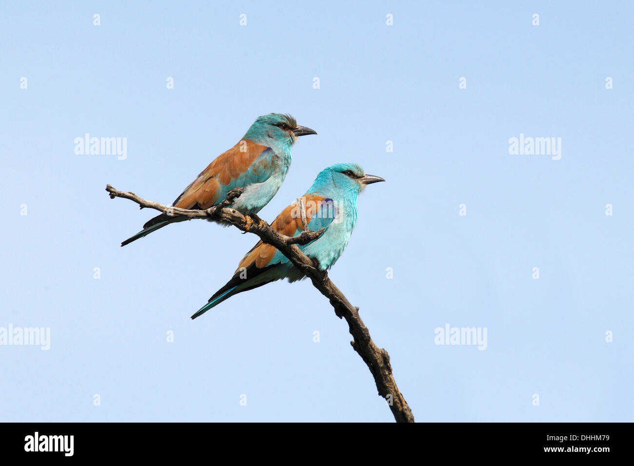 Coracias garrulus européenne (rouleaux), couple d'oiseaux perchés sur une branche, le Parc National Kiskunság, Bács-Kiskun, Hongrie Banque D'Images