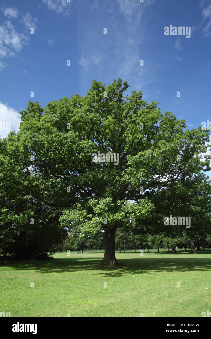 Arbre de chêne en été Banque D'Images