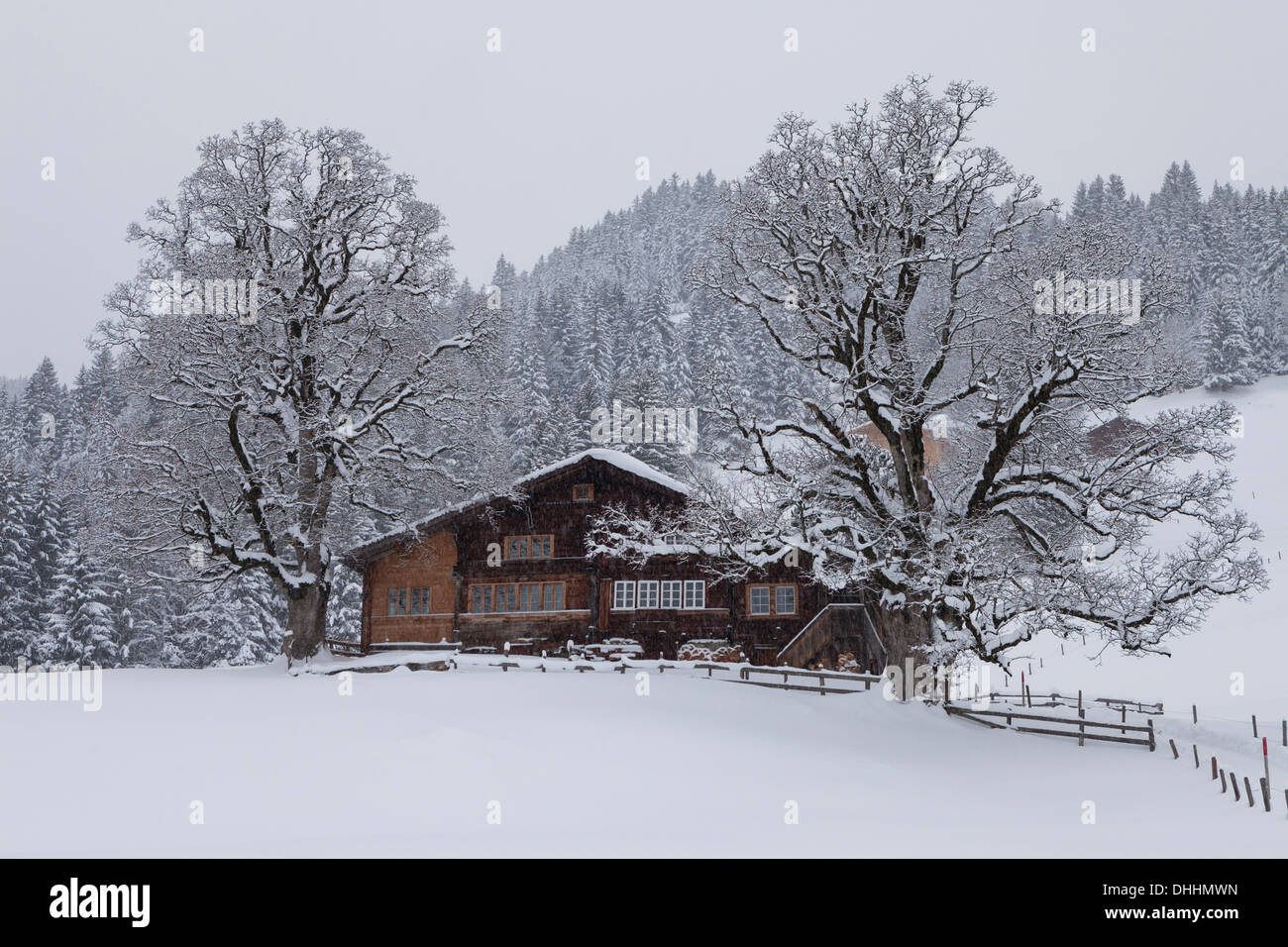 Gîte rural alpin avec deux gros arbres à Blattmad au-dessus de Grindelwald, Jungfrauregion, Oberland bernois, le Canton de Berne, Suisse, Banque D'Images
