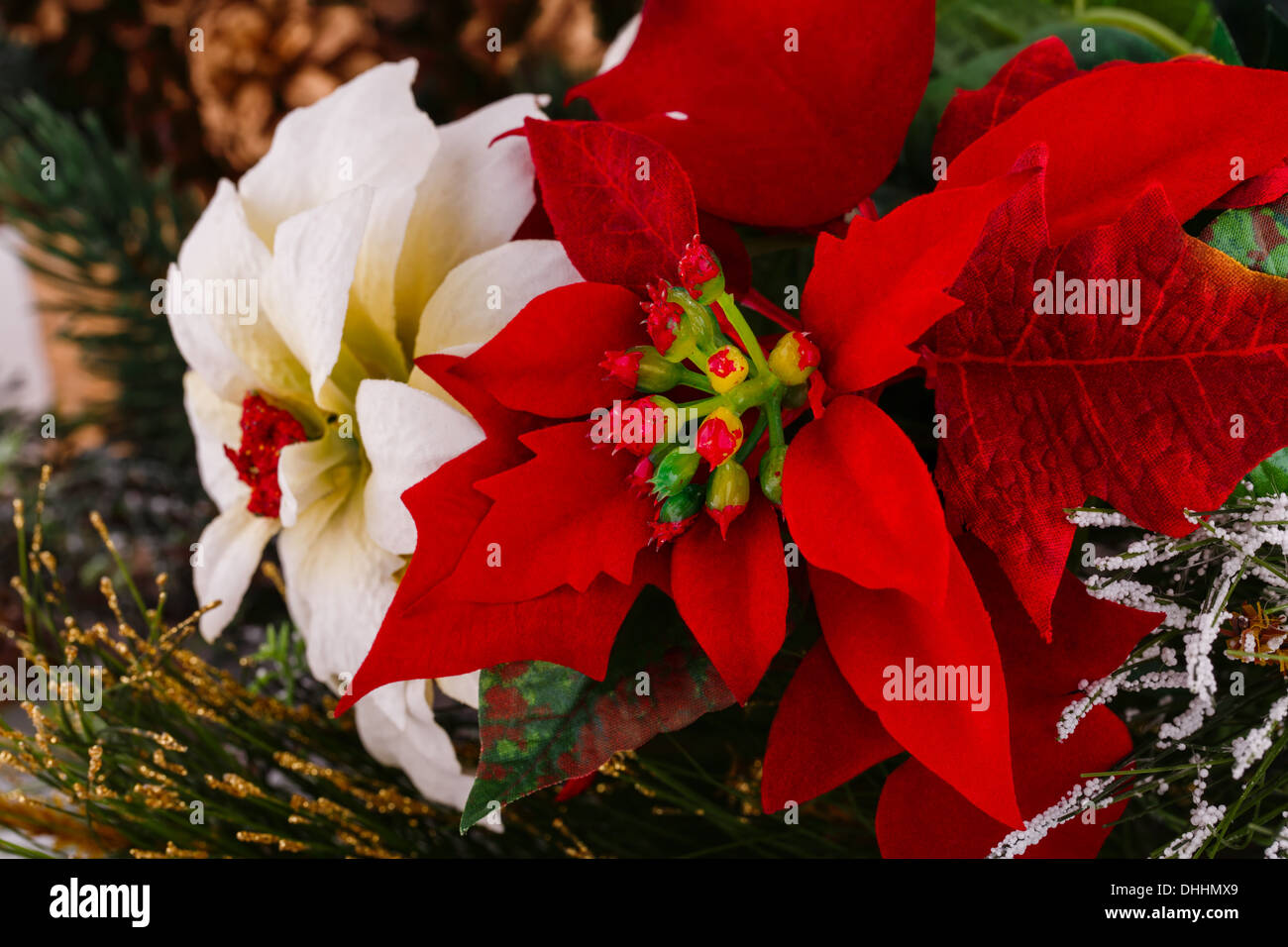 Fleurs rouges et blanches Banque de photographies et d’images à haute
