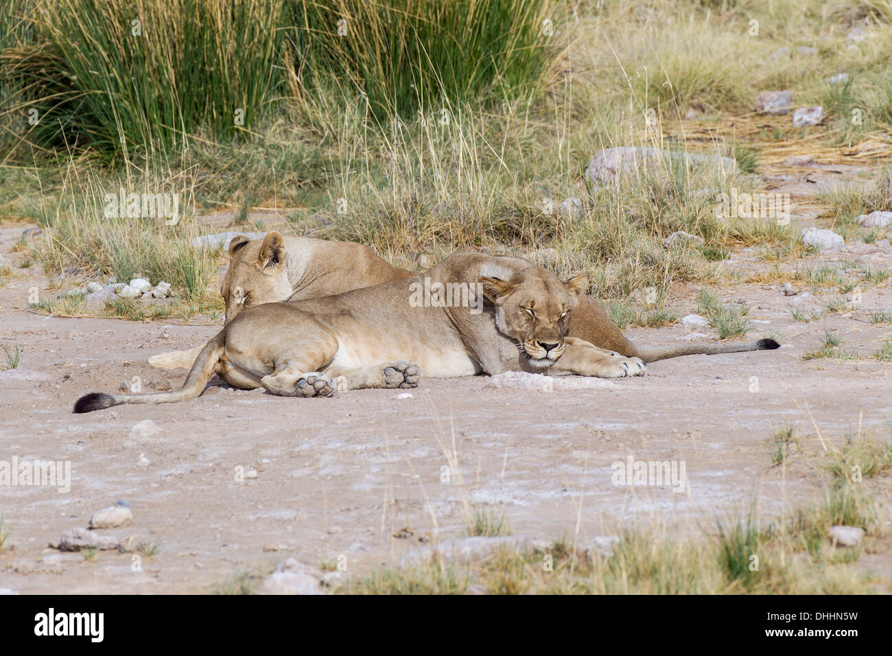 Deux lionnes (Panthera leo), couchage Purros, Kaokoland, Kunene, Namibie Banque D'Images