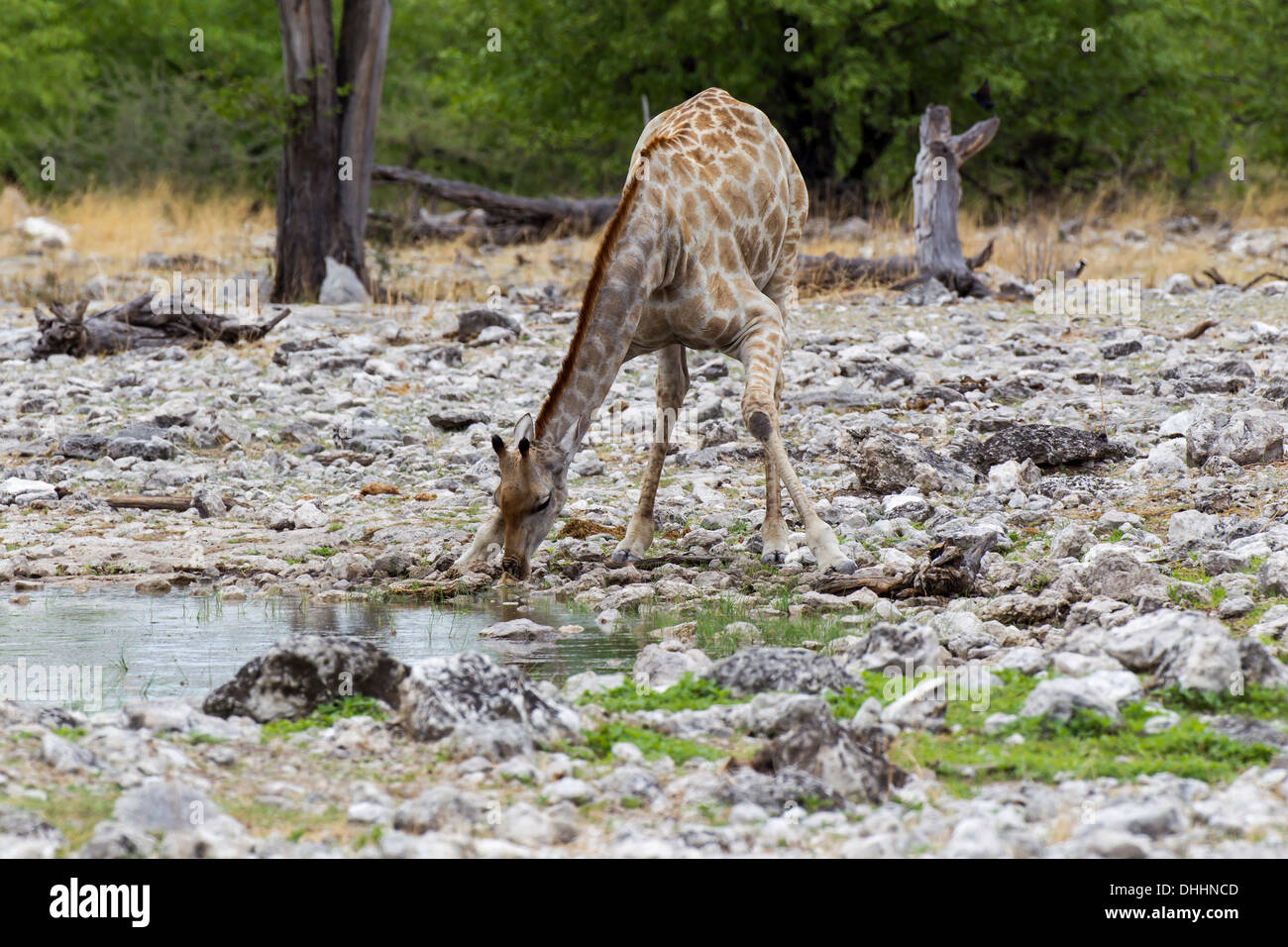 Girafe (Giraffa camelopardalis) boire à un étang, Etosha National Park, Namibie Banque D'Images