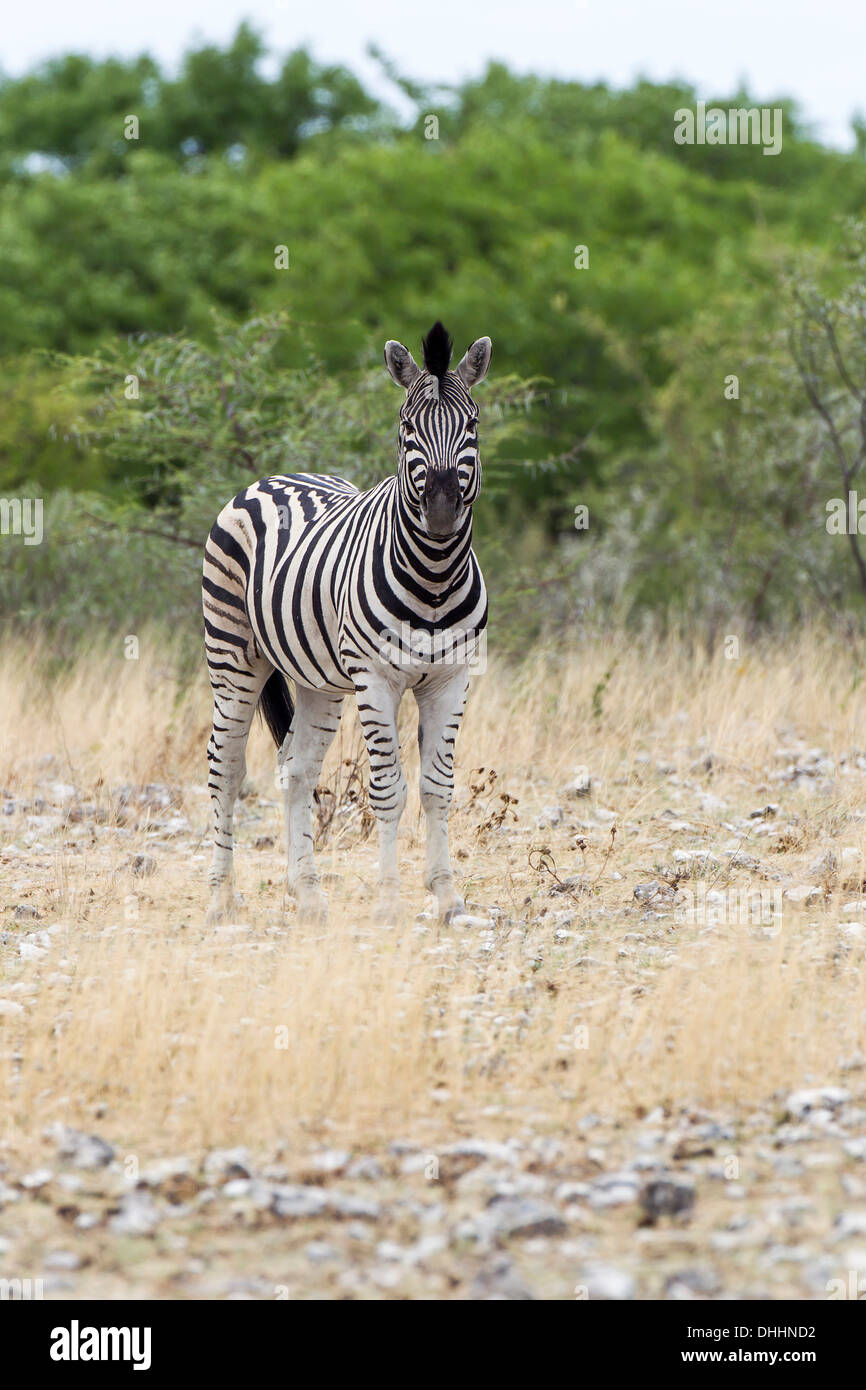 Zèbre des plaines ou zèbre de Burchell (Equus quagga), Etosha National Park, Namibie Banque D'Images