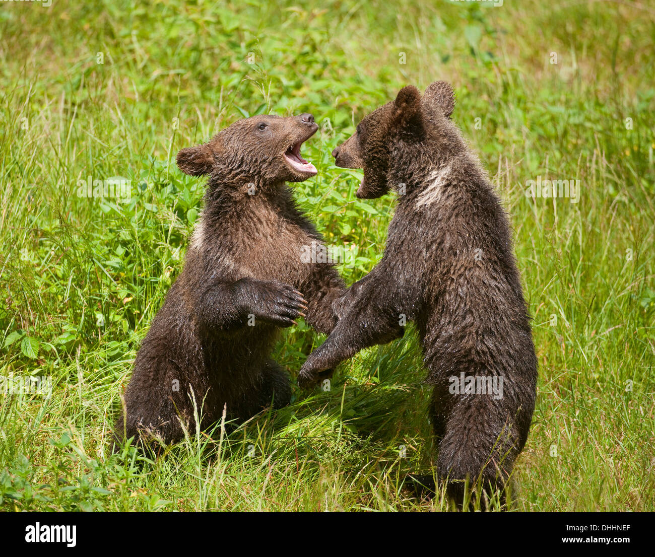Ours brun (Ursus arctos) Oursons jouant sur un pré, Parc National de la Forêt bavaroise game reserve, Grafenau, Basse-Bavière Banque D'Images