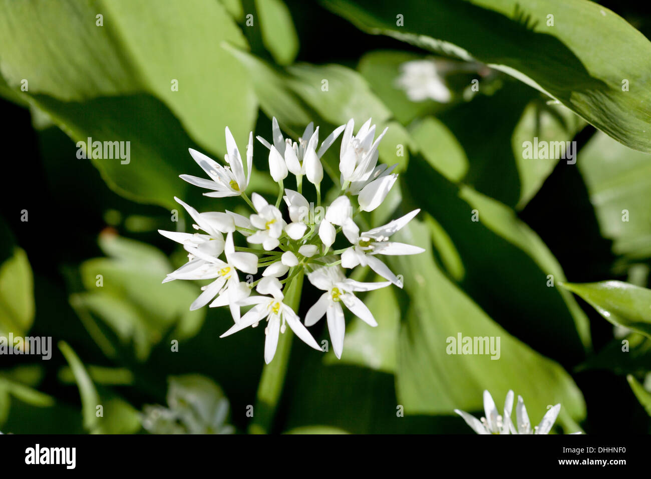 La floraison l'ail sauvage, Allium ursinum, plante sauvage, des herbes, de la Nature Banque D'Images