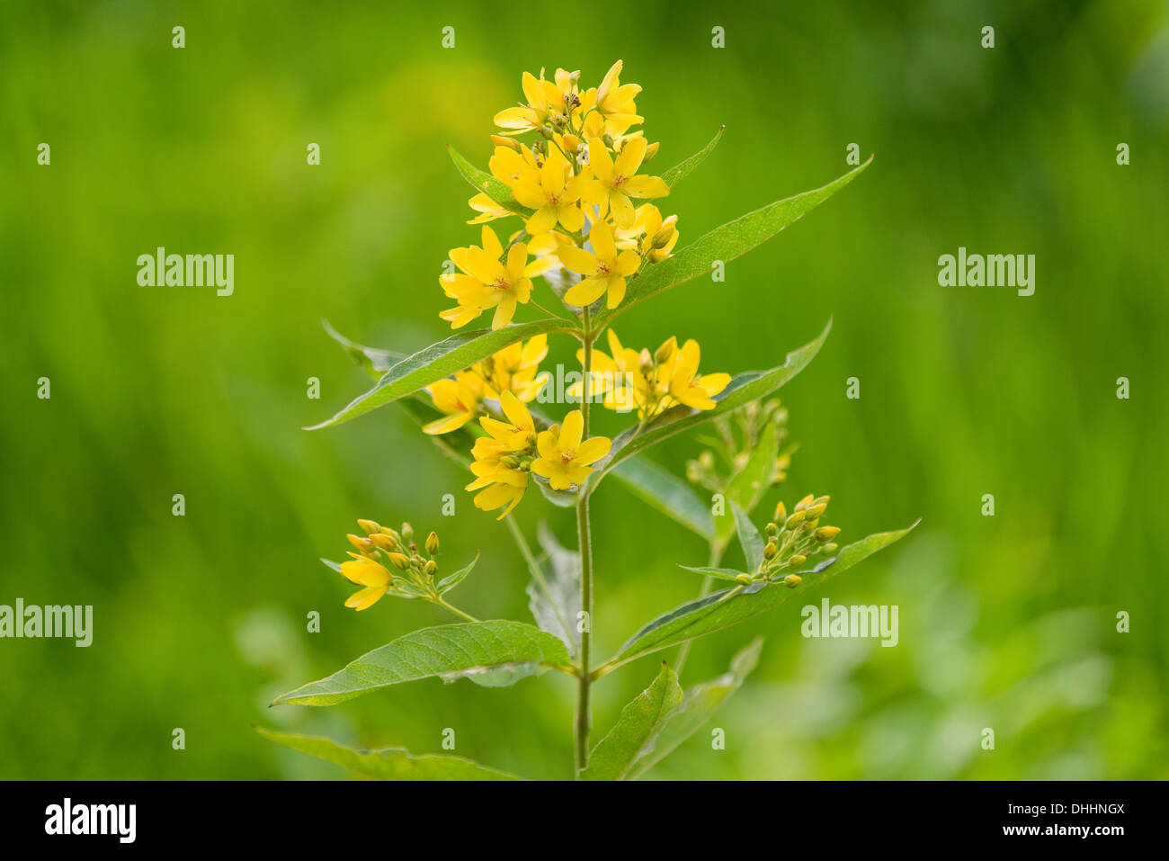 La Salicaire Salicaire jaune ou le jardin (Lysimachia vulgaris), la floraison, Basse-Saxe, Allemagne Banque D'Images