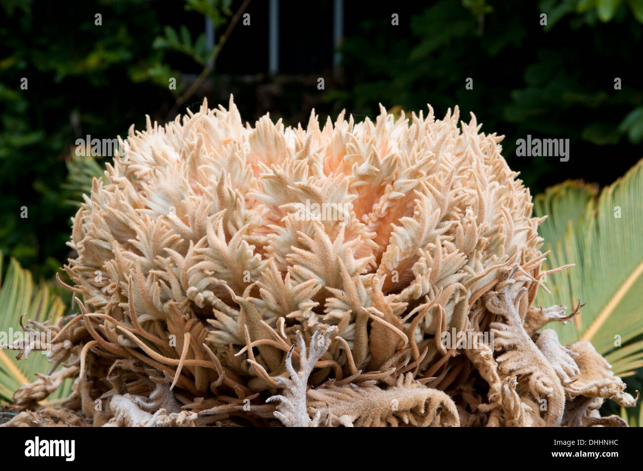 Selaginella lepidophylla, Ponta Delgada, Sao Miguel, Açores, Portugal Banque D'Images