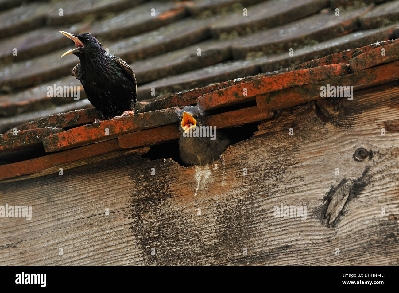 Etourneau sansonnet (Sturnus vulgaris) sur un toit avec un poussin dans son nid, Middle Franconia, Bavaria, Germany Banque D'Images