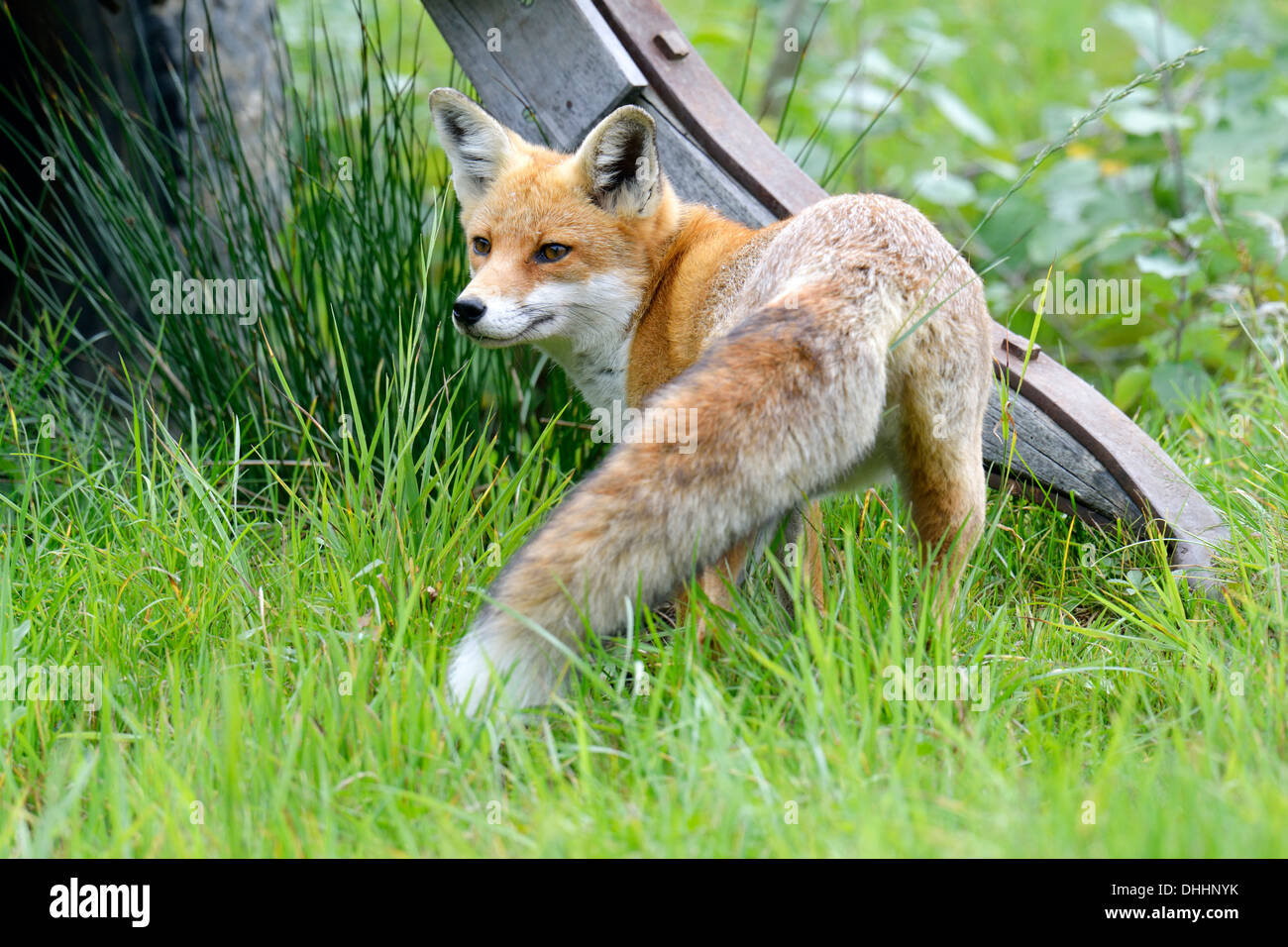 Le renard roux (Vulpes vulpes), Canton de Zurich, Suisse Banque D'Images